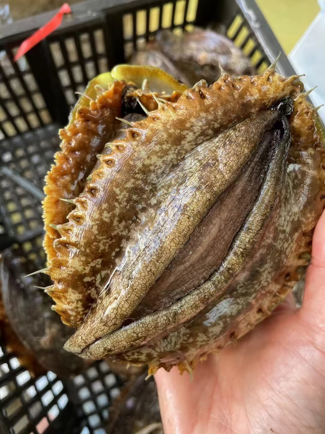 东山岛大黄金鲍鱼:海中珍品,品味千般风情