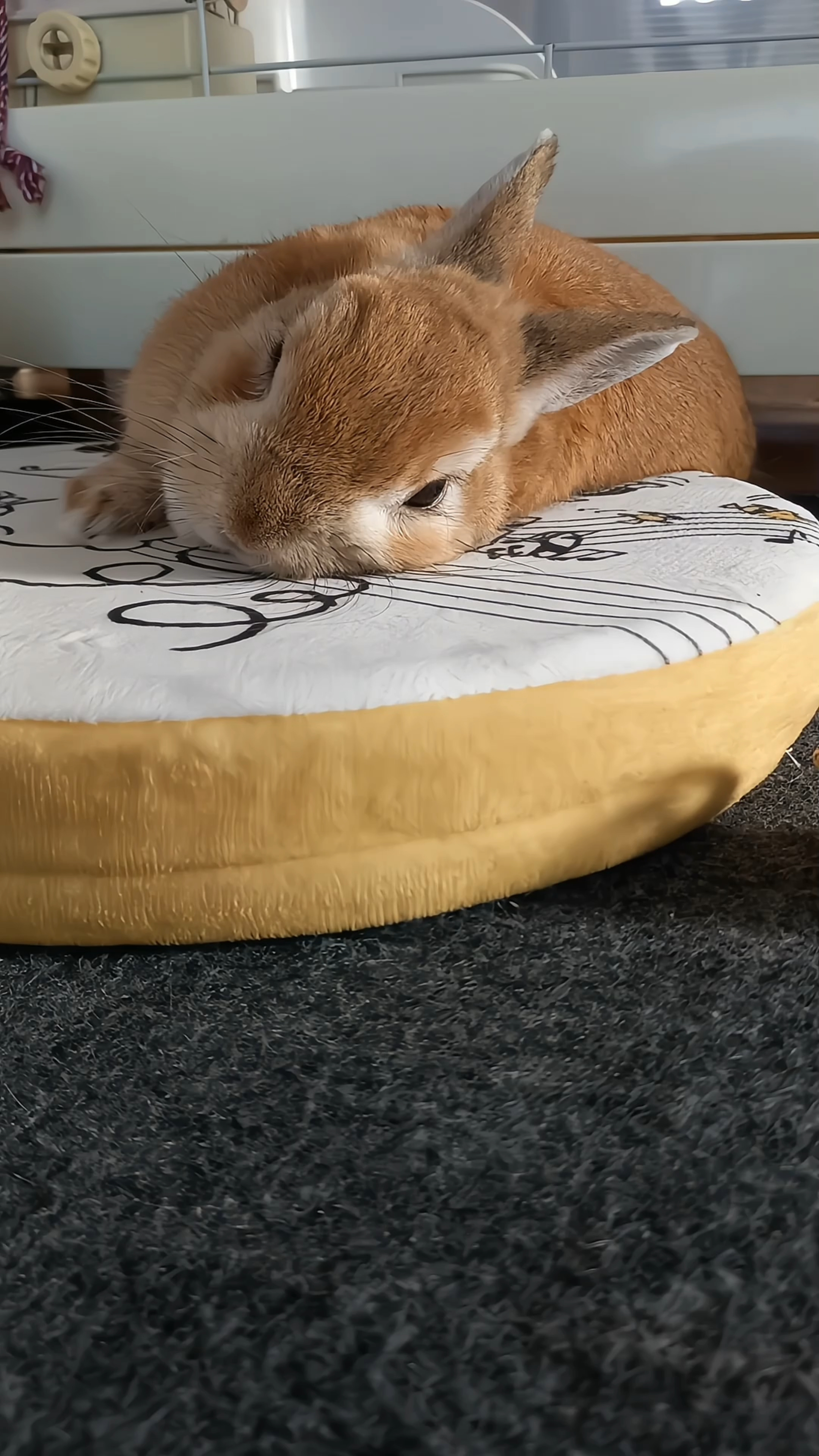 小兔子选择趴在柔软垫子上,尽显它对舒适的钟爱