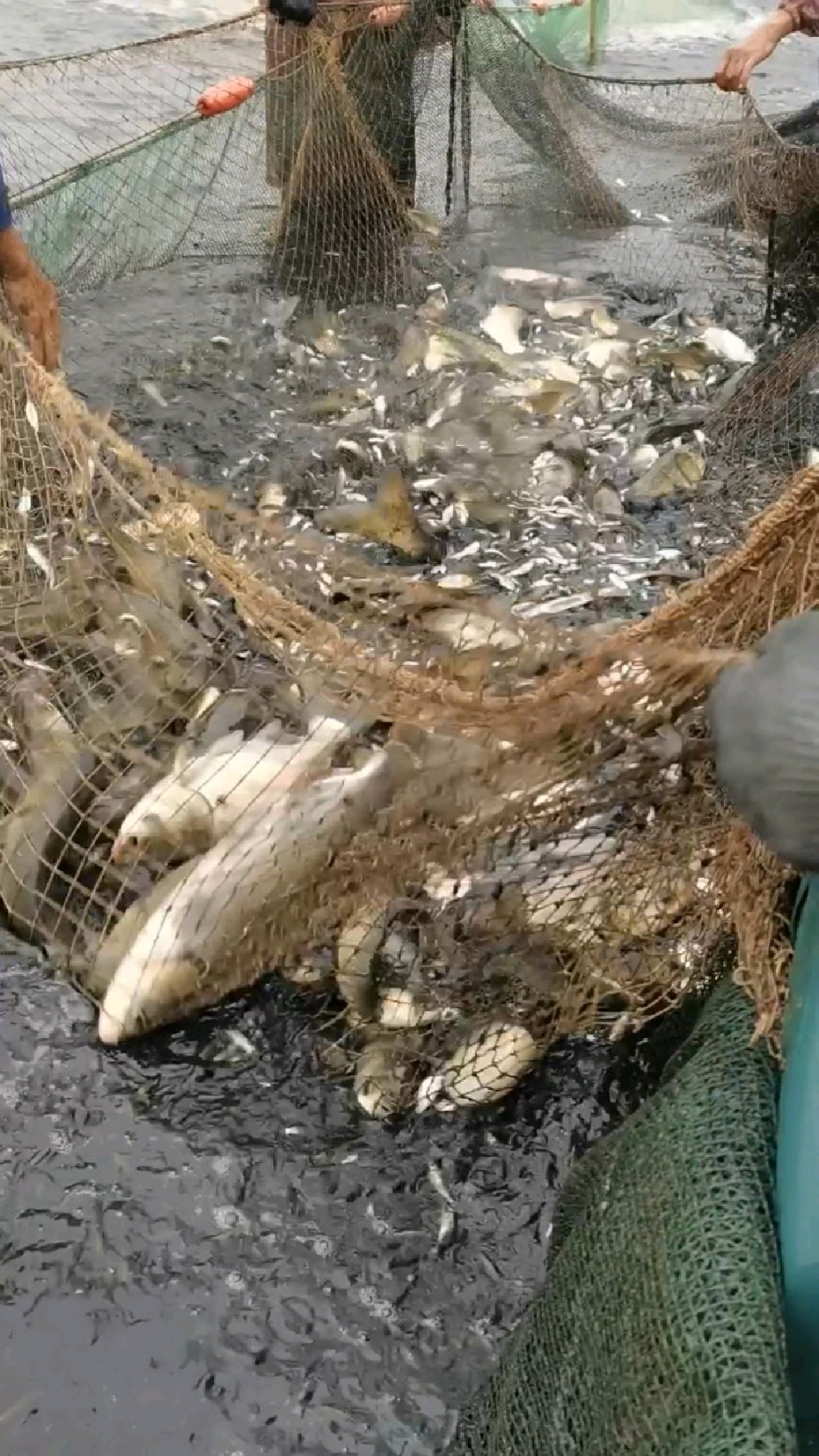 今天拉的一网鱼比昨天拉的一网还要多鱼