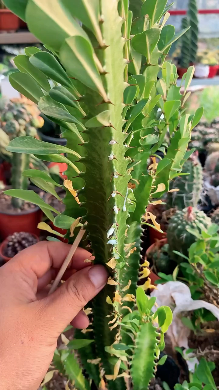 龙骨嫁接虎刺梅
