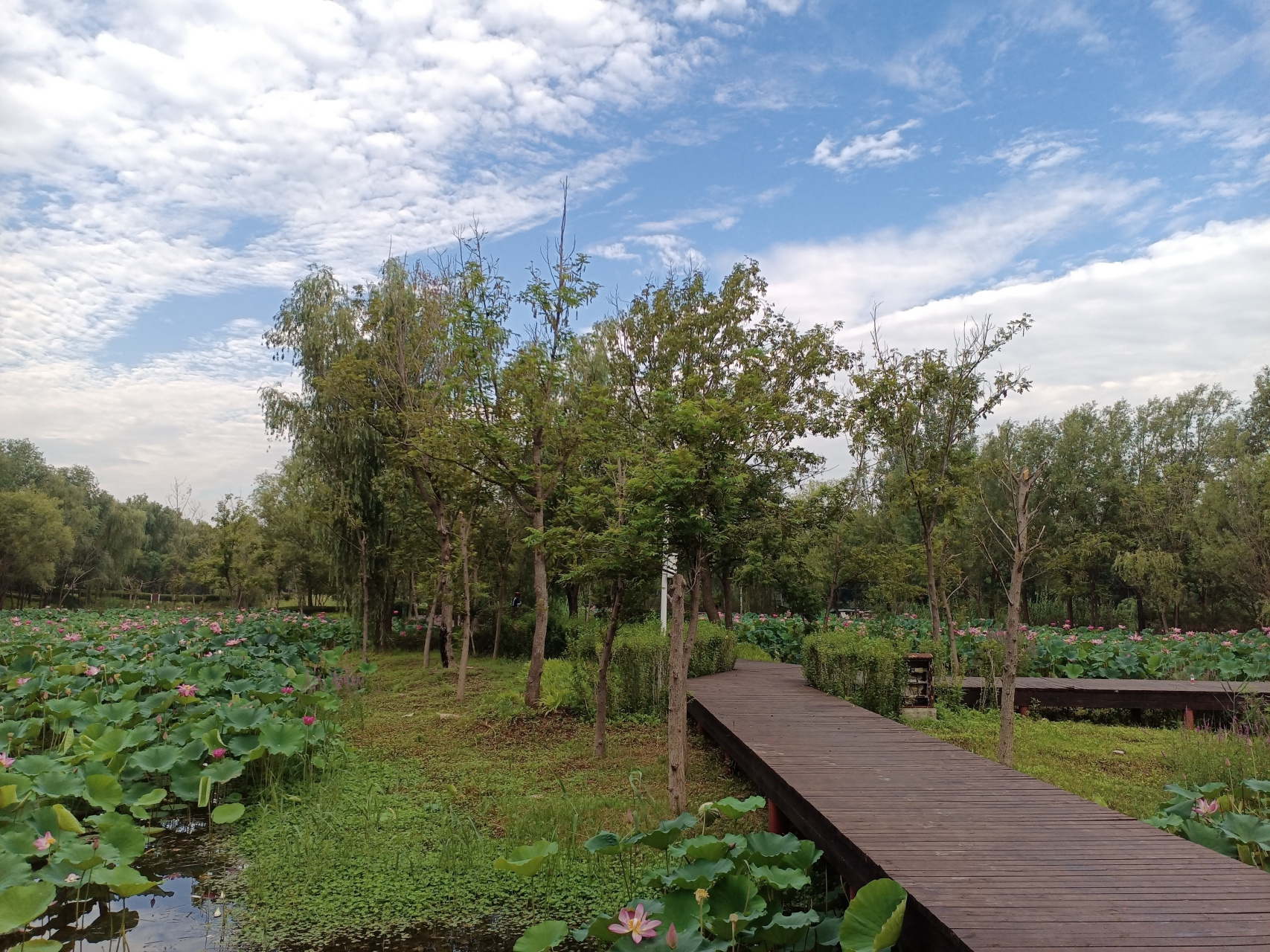 趁着好天气,去山东省济宁市太白湖新区湿地公园欣赏荷花,到处是小桥