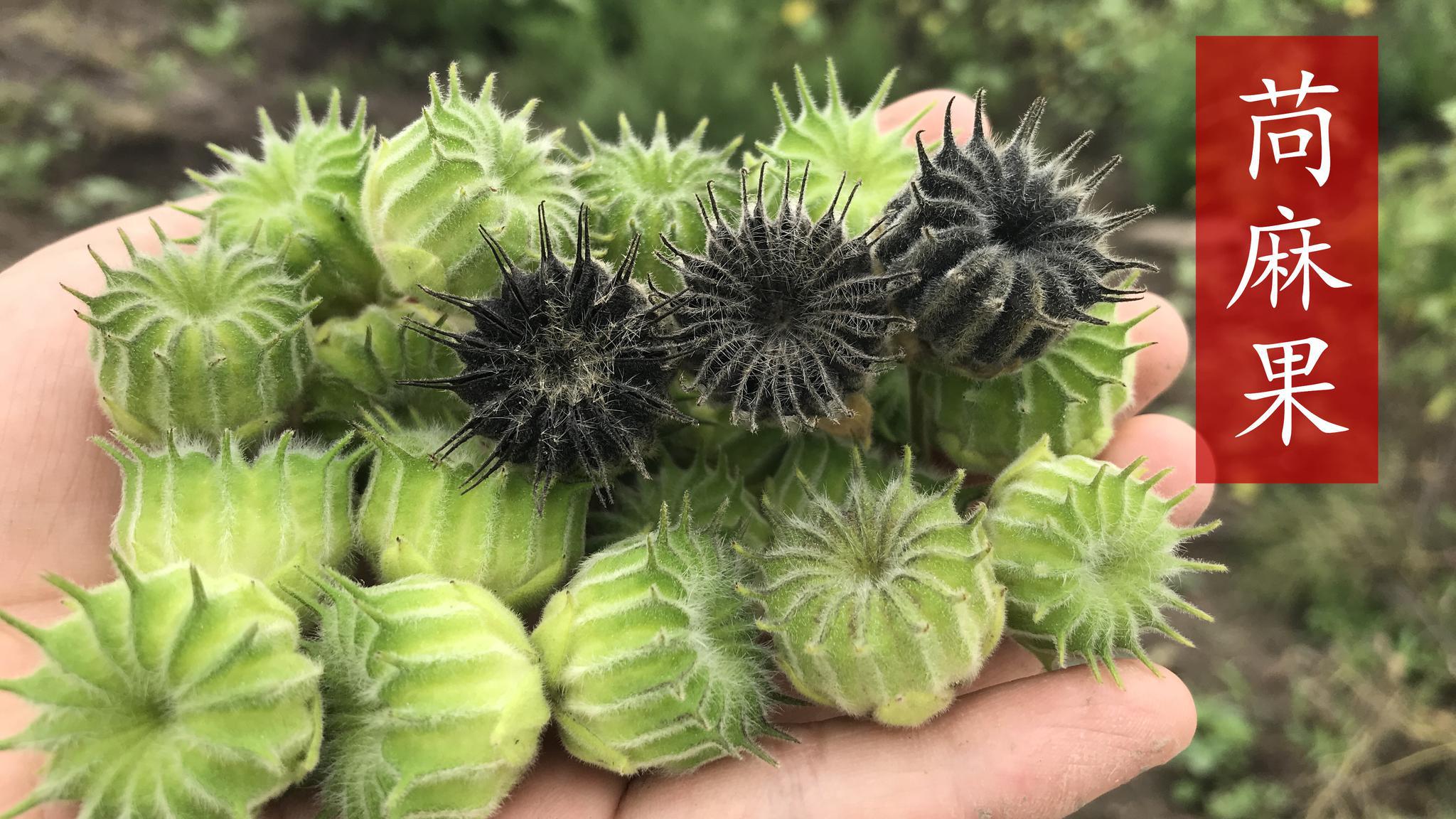 苘麻的种子很值钱,农村俗称"草中钻石",是不是有些夸张了?