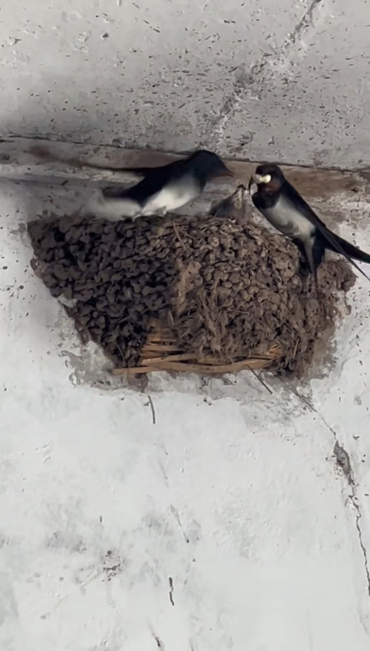 原来燕子这么爱干净,它宝宝拉的屎,它还给叼走!