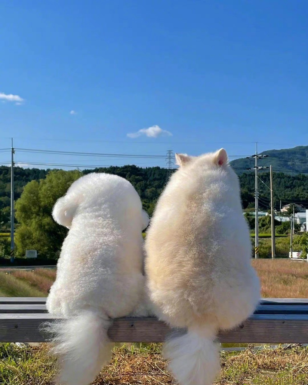 两只小狗狗坐在一起看风景,这画面过于可爱了