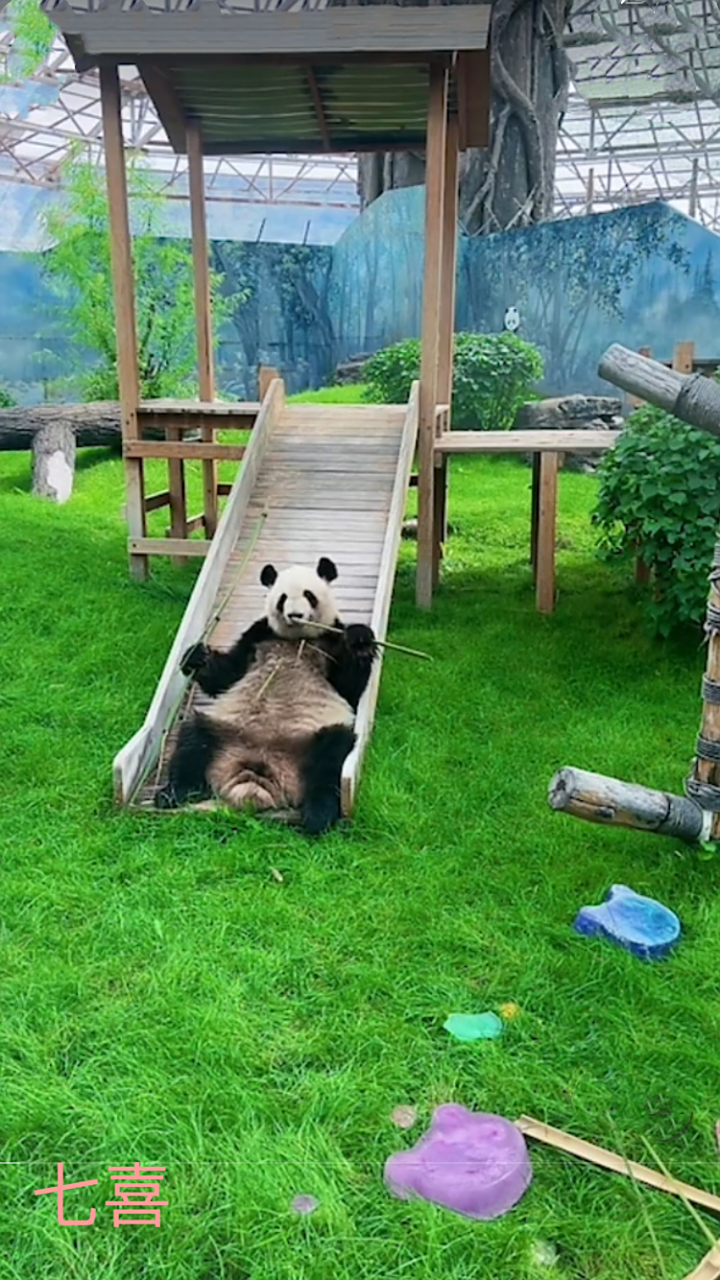 的浪漫之大熊猫的命名; 内蒙古 鄂尔多斯 野生动物园: 七巧/七喜(夕)