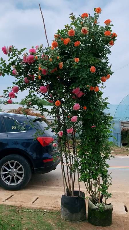 藤本月季大苗花量多花期长多季循环开花适合做拱门花墙花柱等造型-度