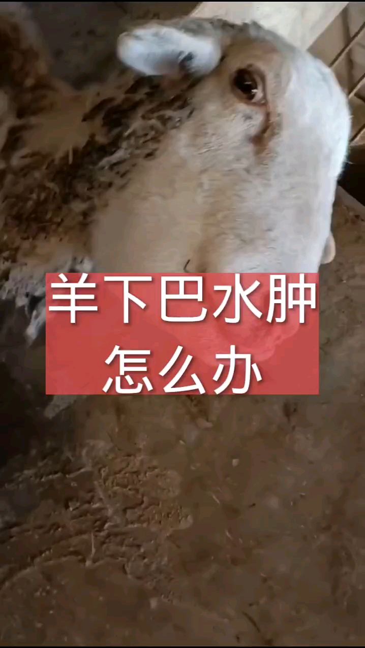 羊下巴水肿怎么办?