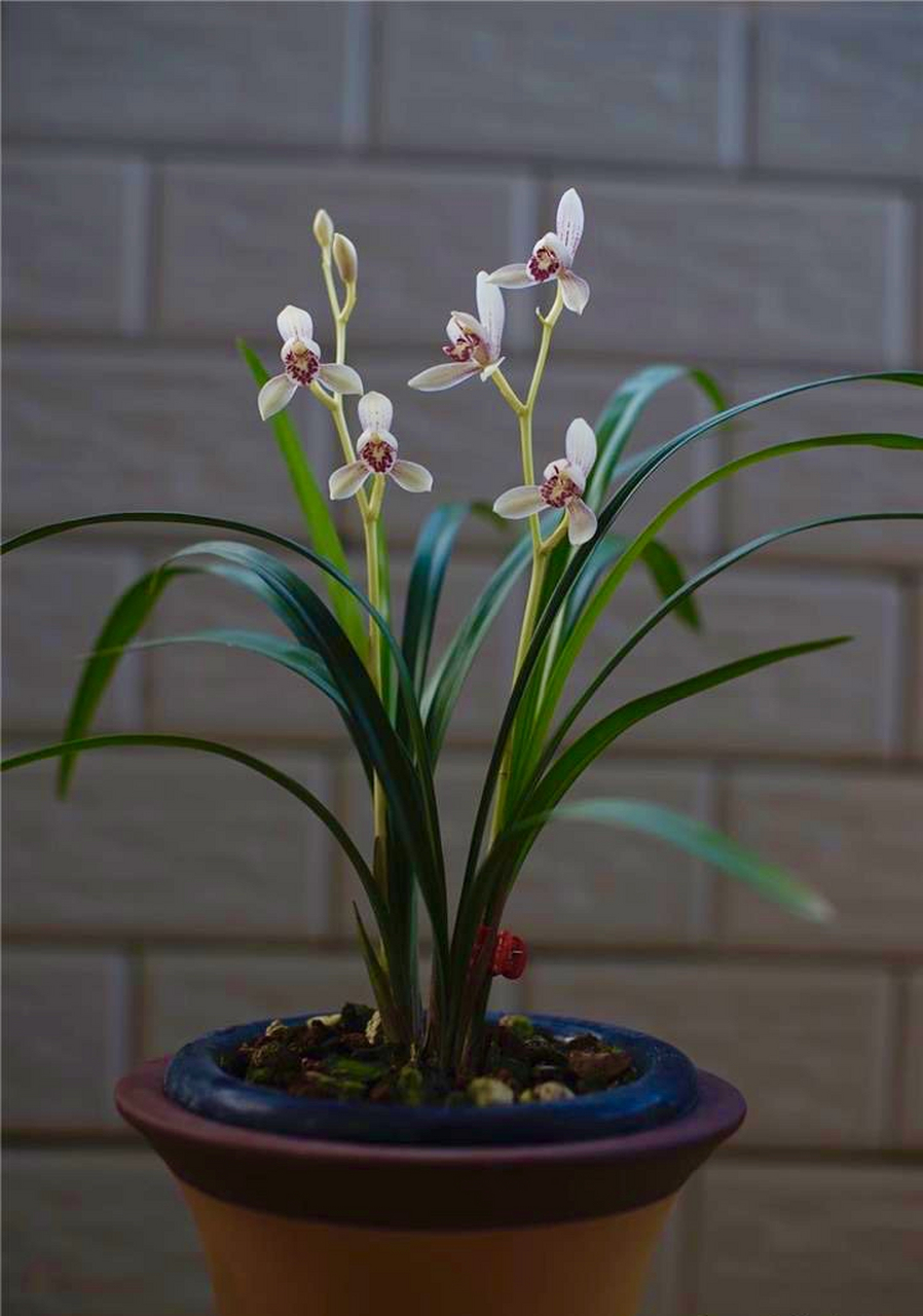 兰草只是一种高雅的花卉,对于我来说,兰草就像我的女儿一样,需要的是