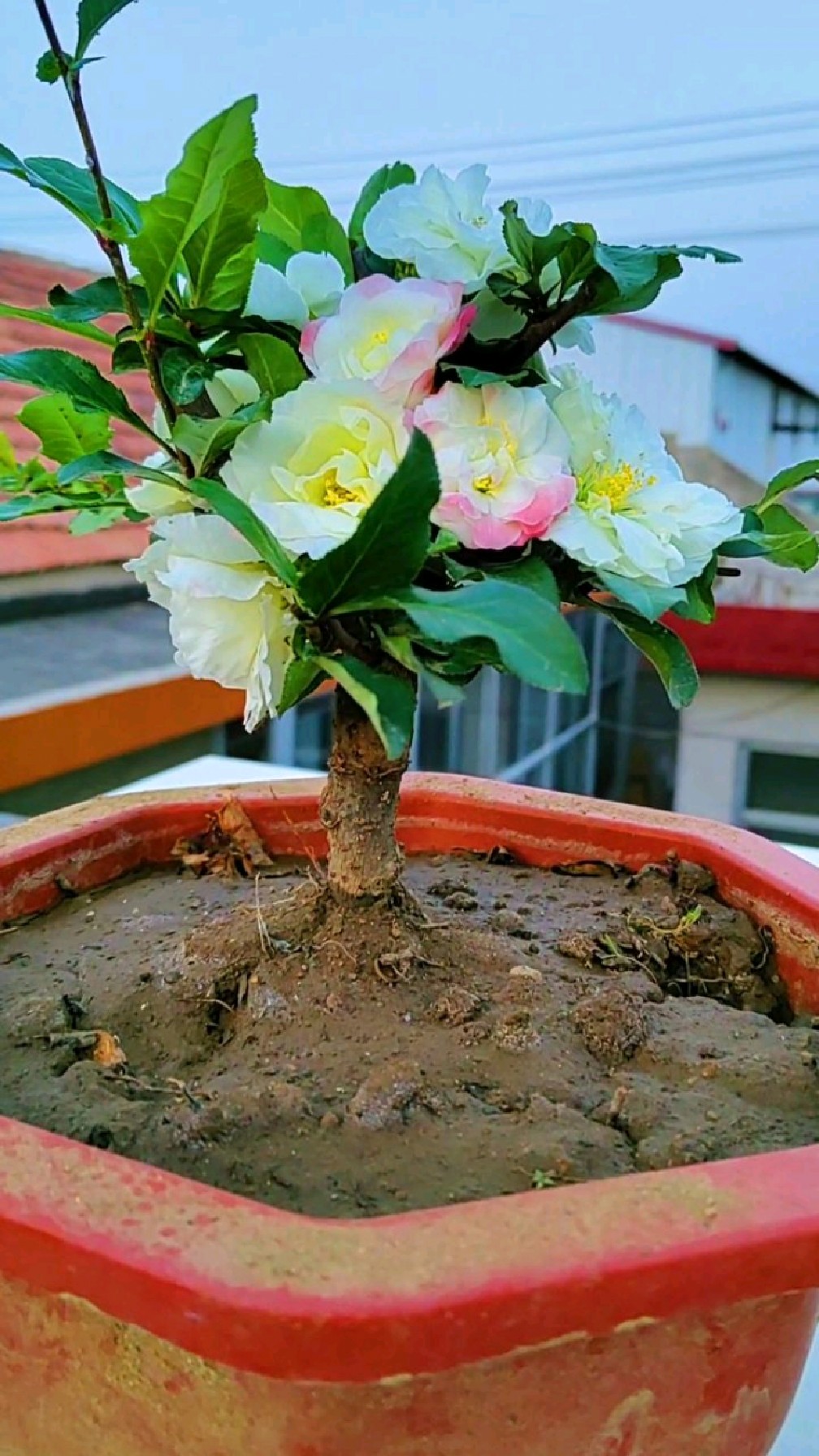 赏原生海棠大彩玉,春暖大彩玉,五一赏海棠-度小视