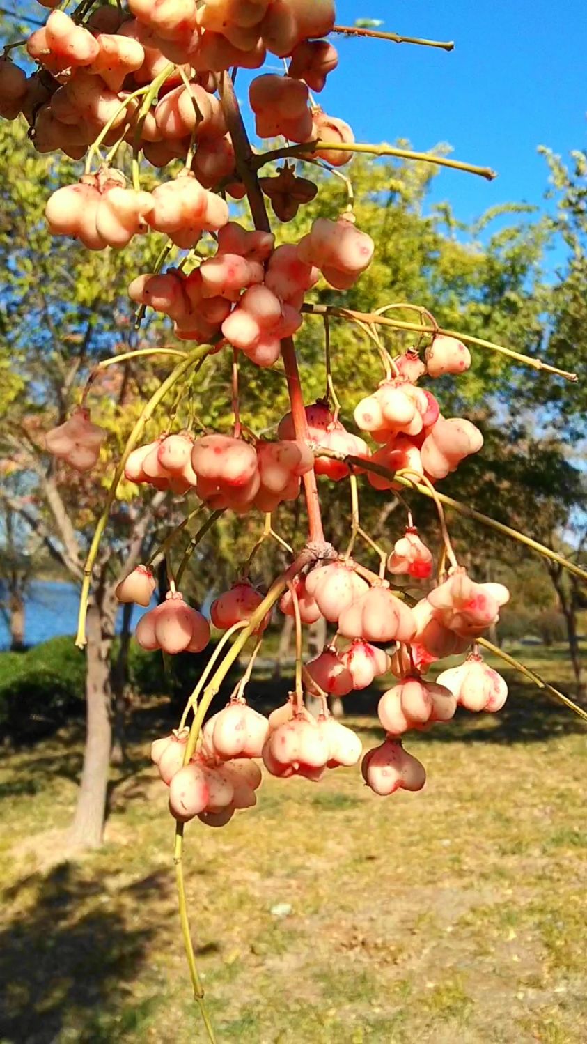 白杜丨别名丝棉木,卫矛科小乔木,花期5–6月,果期8–10月.
