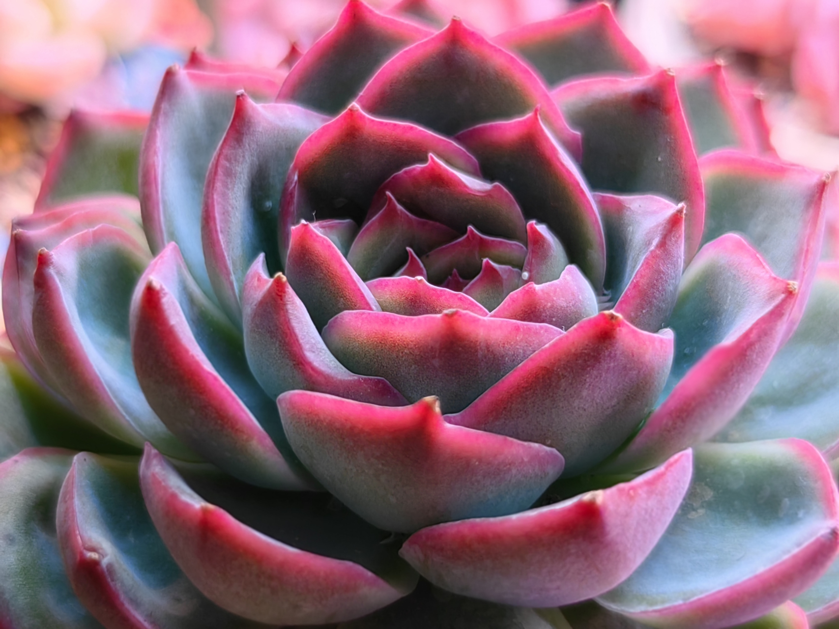 侧影 勾魂仙子 蔷薇锦 白月影 黑天鹅 凯撒和不知名的薄叶系多肉刚刚