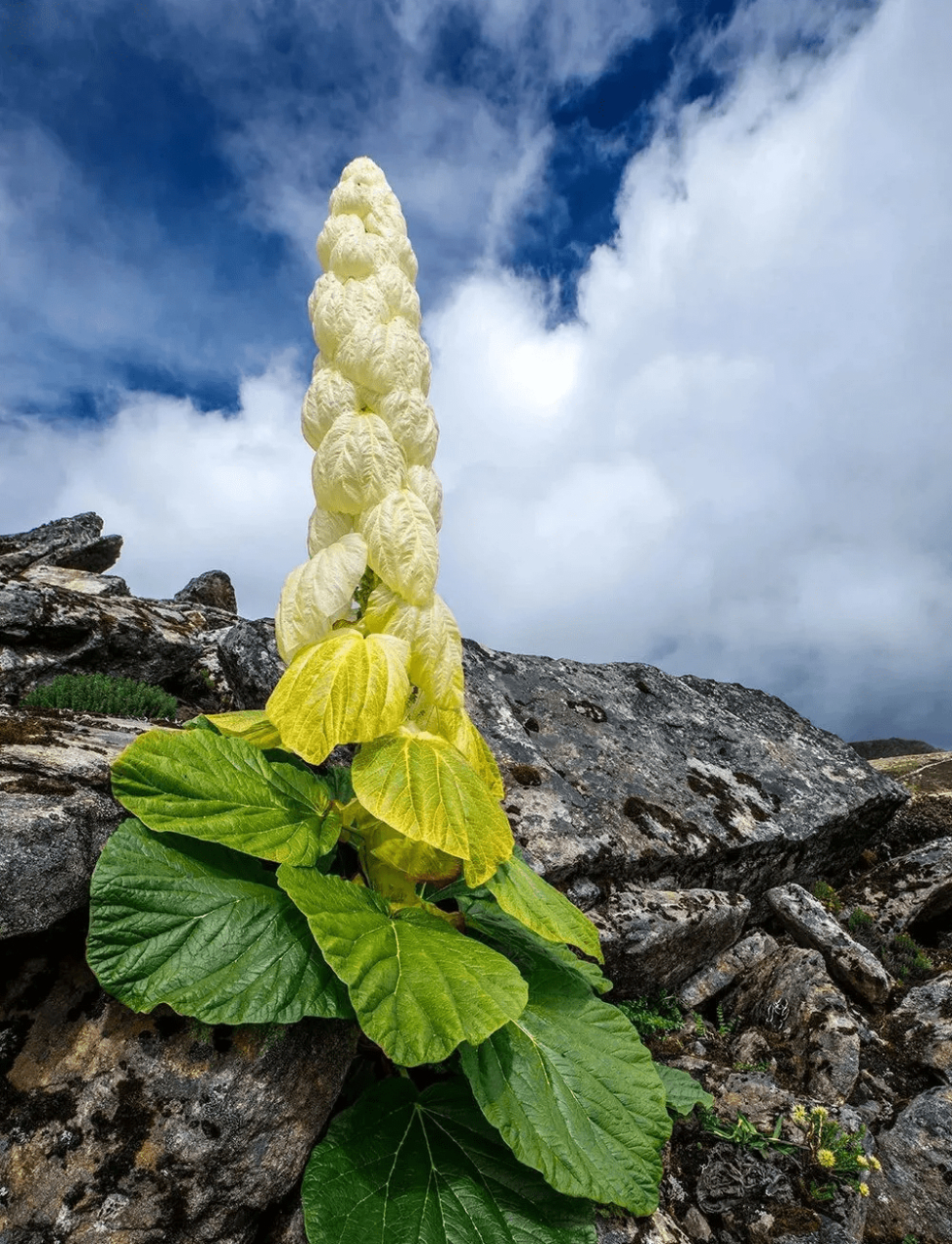 赞珠峰塔黄  一柱擎天望塔黄, 萼媚惊艳立荒凉.