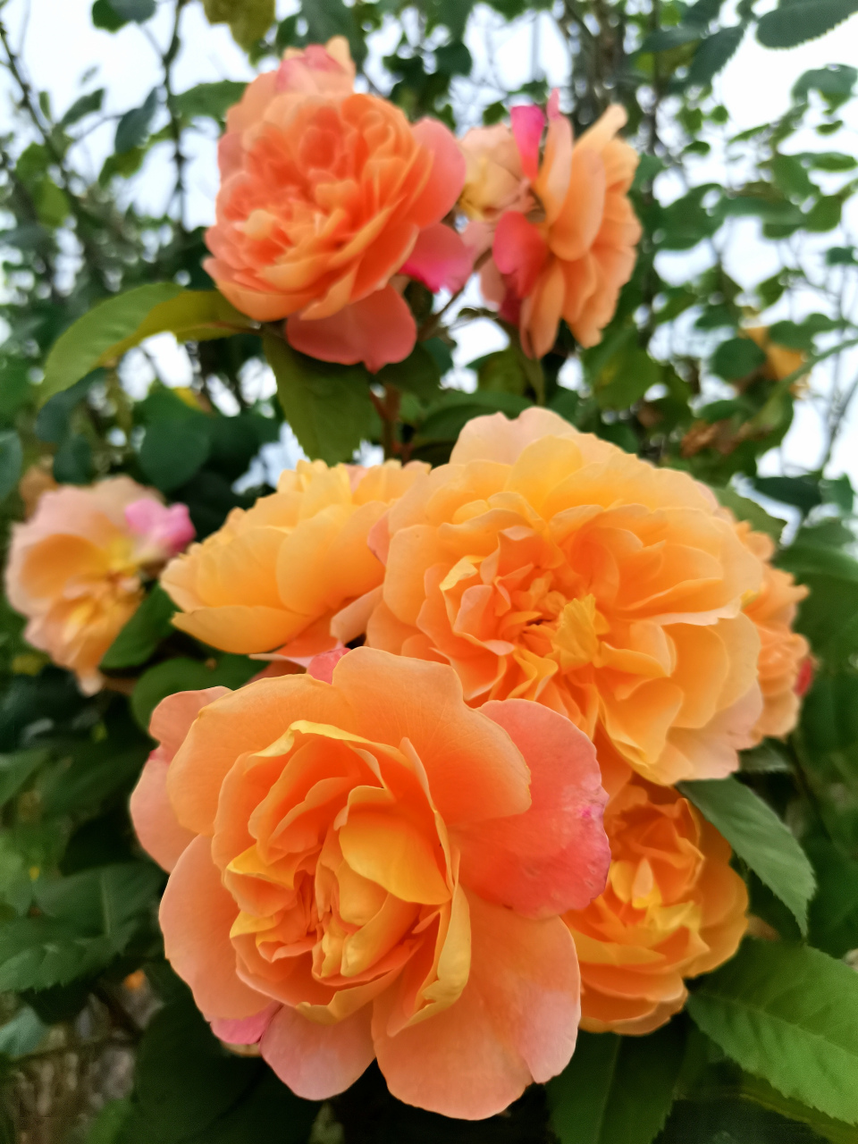 [小红花]花色以红色为主,其他有白,黄,粉红,玫瑰红等.