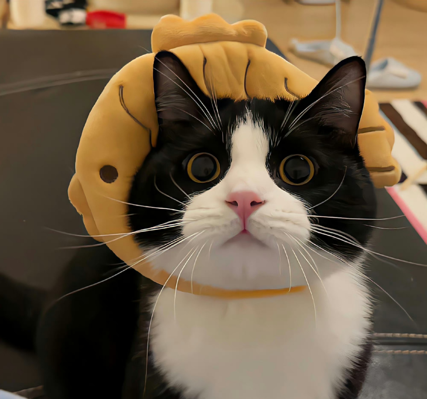 一些收集的猫猫头像 67