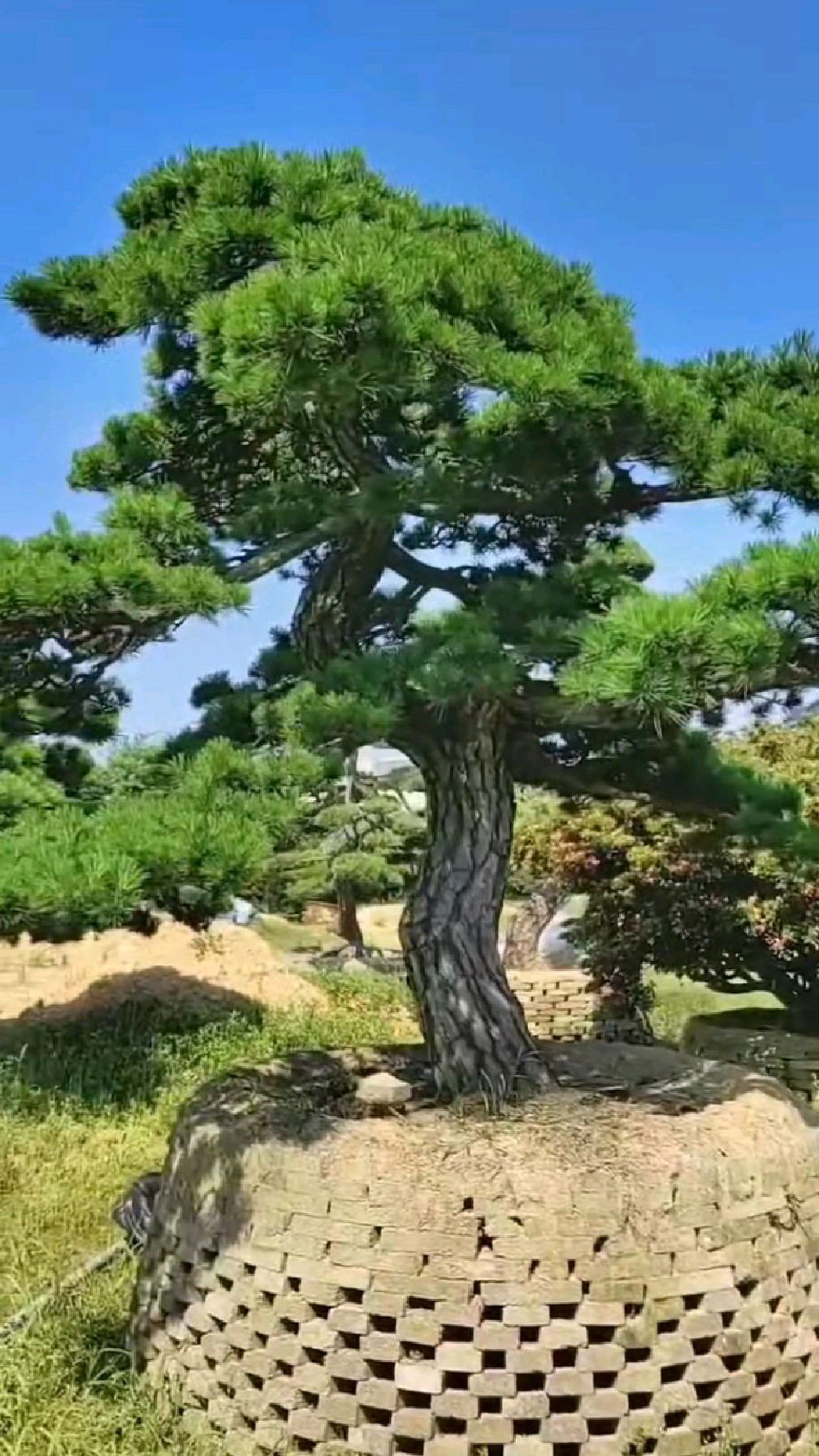 庭院配树,少不了这样一棵大型黑松