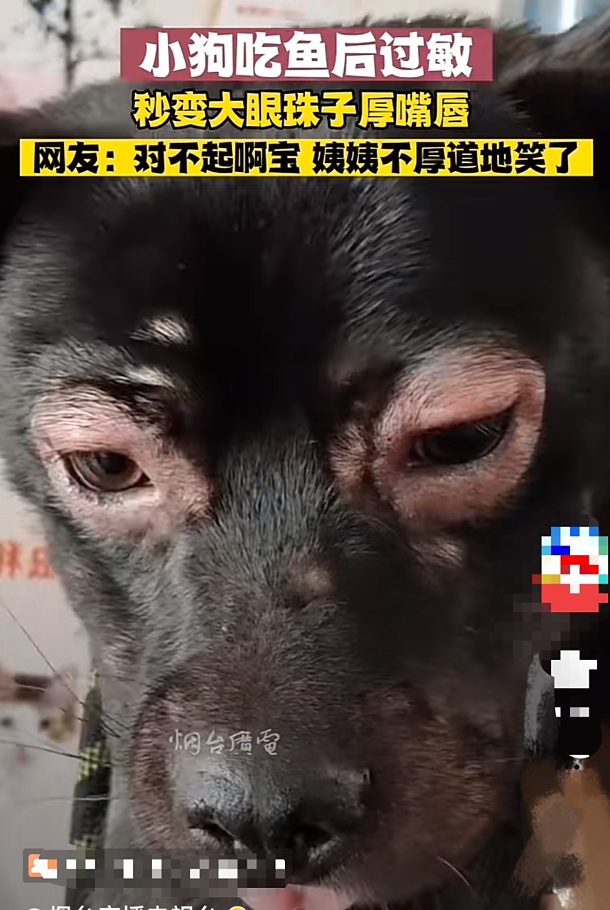 卡姿兰大肿眼泡[捂脸]#狗狗# #搞笑萌宠