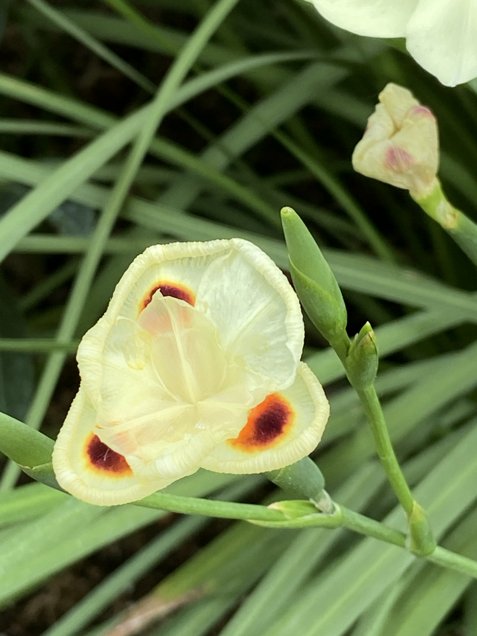 双色野鸢尾. 一群人围着它咔嚓咔嚓,就知道它颜值有多高.
