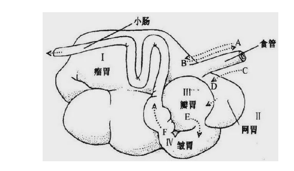 牛胃结构图 肚子图片