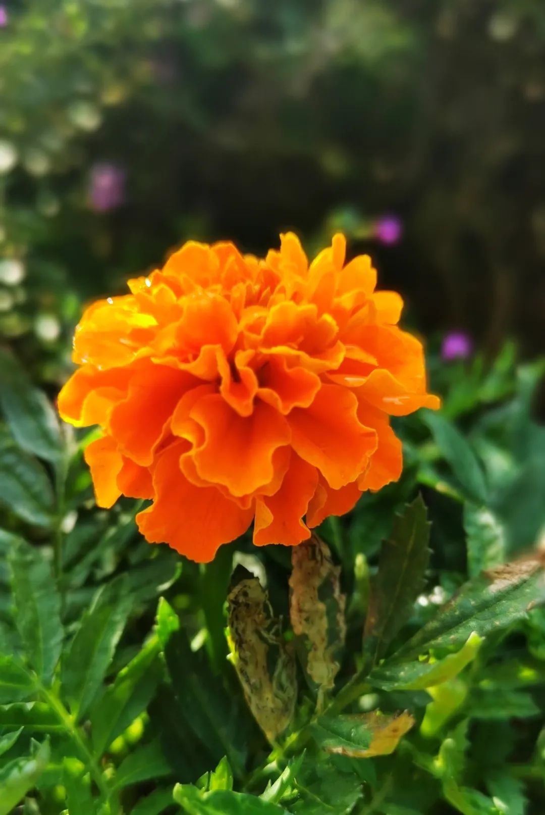 万寿菊花语/健康长寿