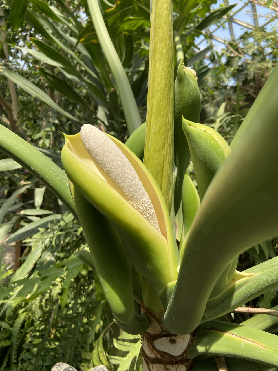 我更喜欢另一个名字"春芋",告诉我们其实是各种各样观叶植物"芋"中的