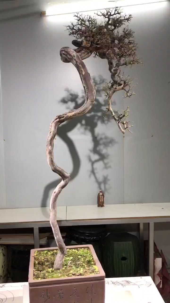 分享一棵云头雨脚的雀梅盆景作品欣赏