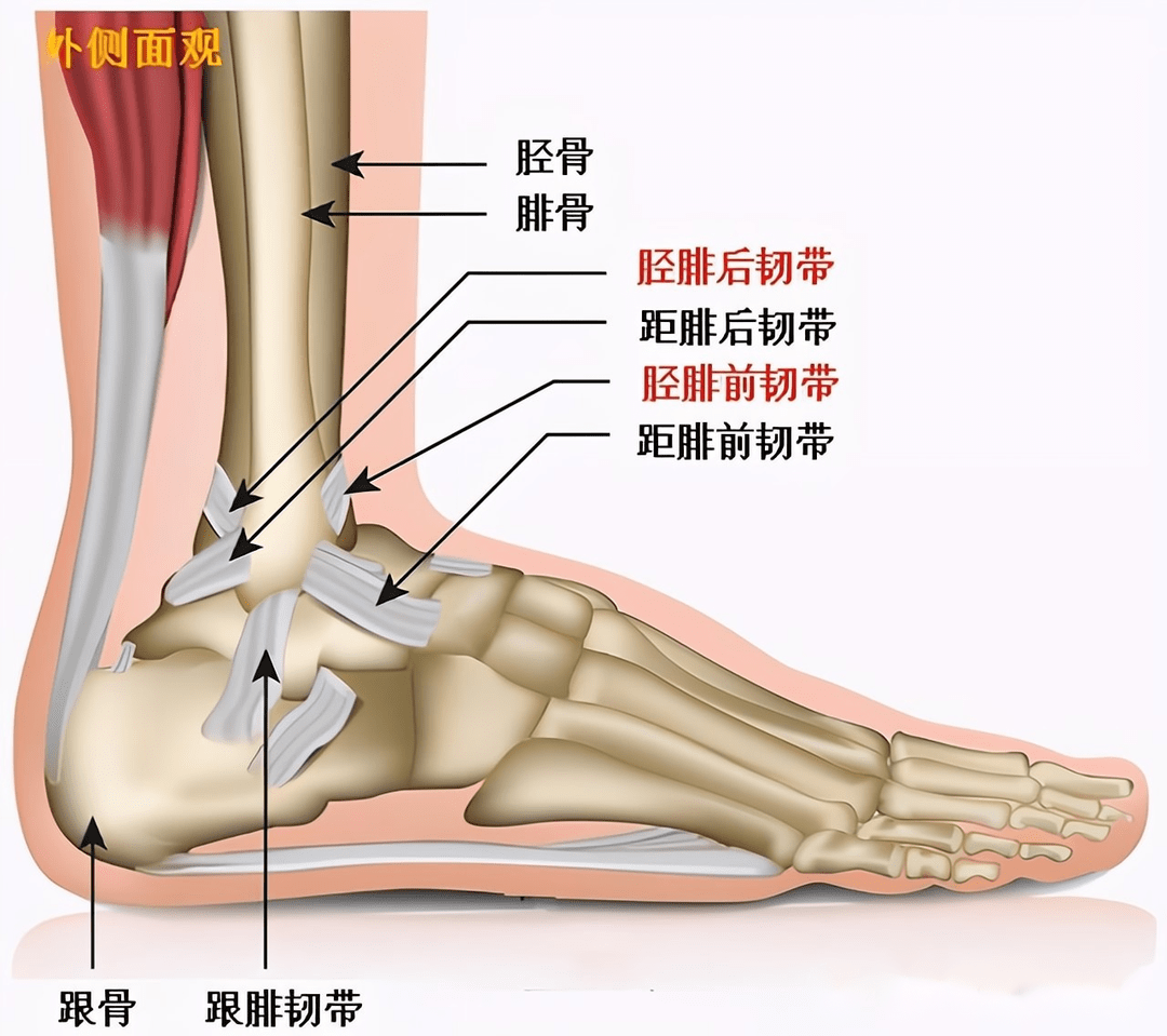 脚腕扭伤多久能好图片