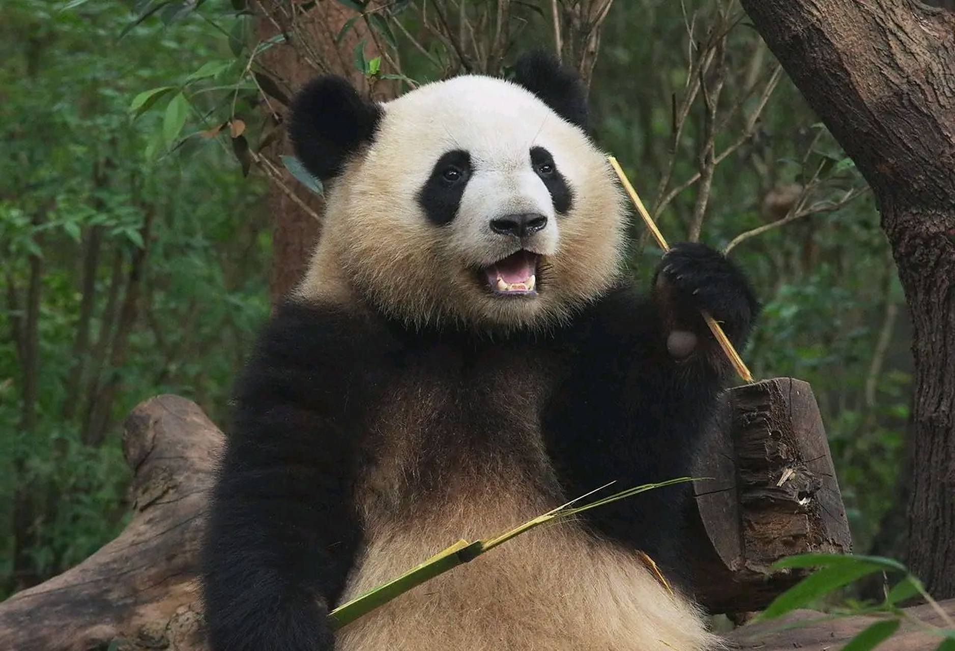 大熊猫福多多,是一只有争议的熊猫.