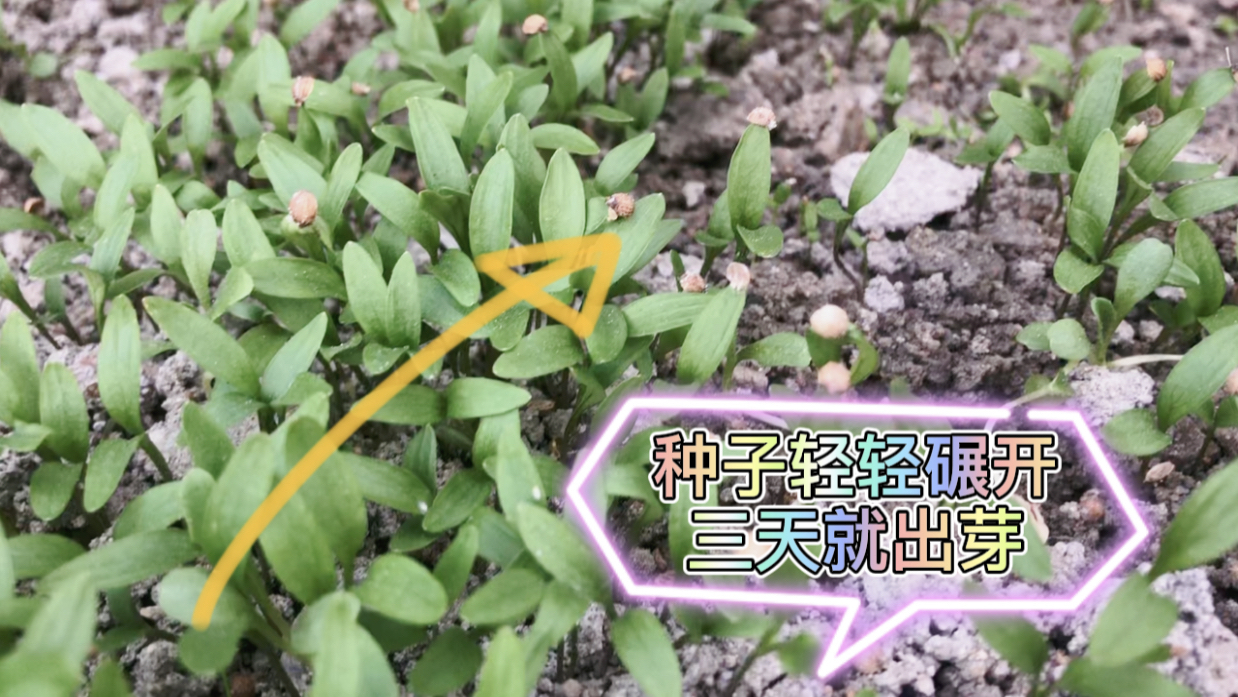 种香菜七天不发芽,怪种子没用?奶奶支一招三天就出芽,亲测有用