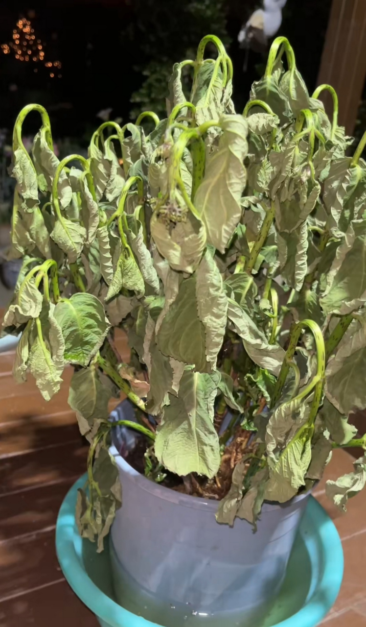 出门游玩三天回来,满头花苞的魔幻紫水晶就成这样了,问问大家还有救吗