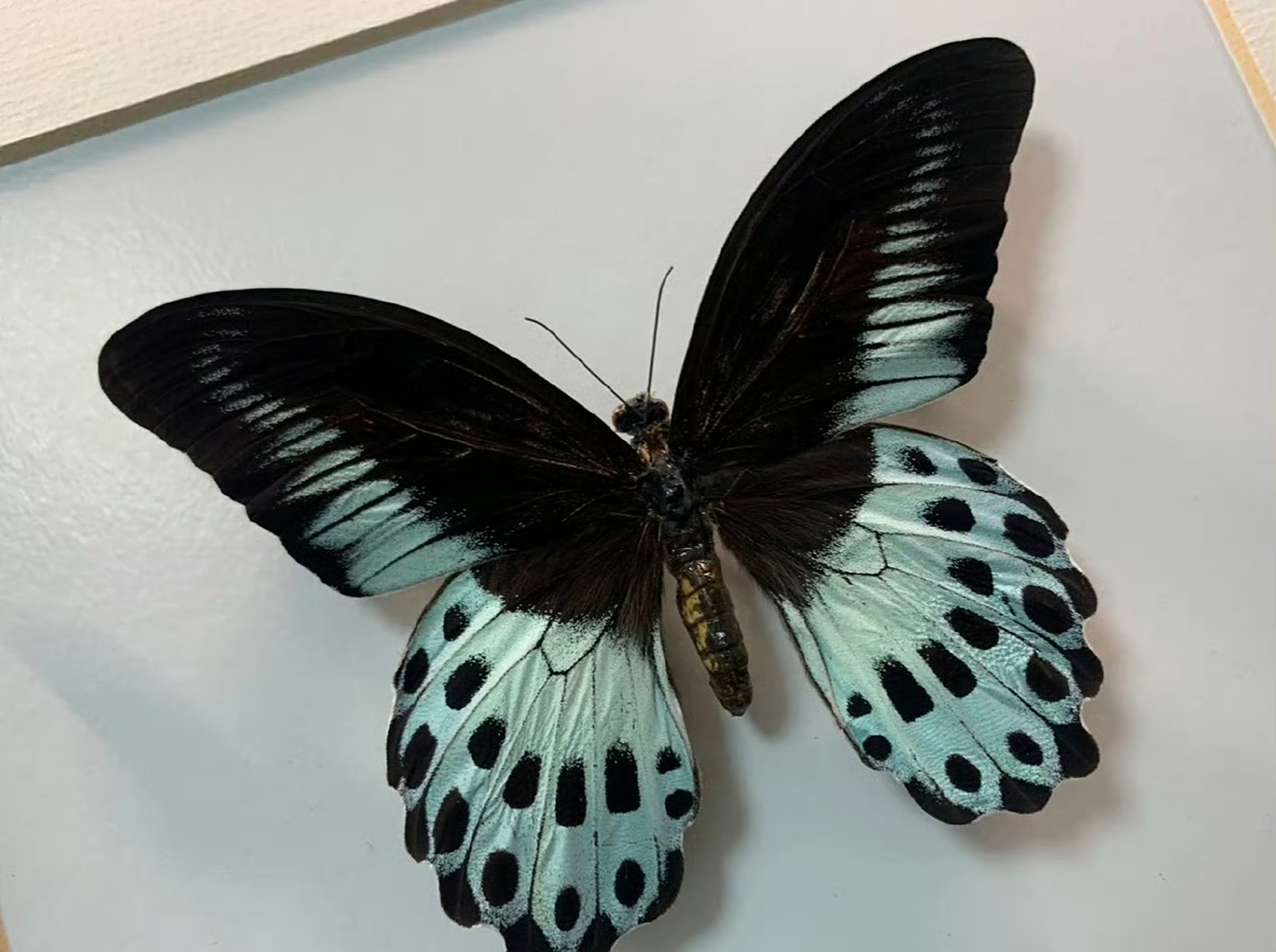 蓝裙美凤蝶(papilio polymnestor)是一种华丽的热带鸟翼科昆虫,身体