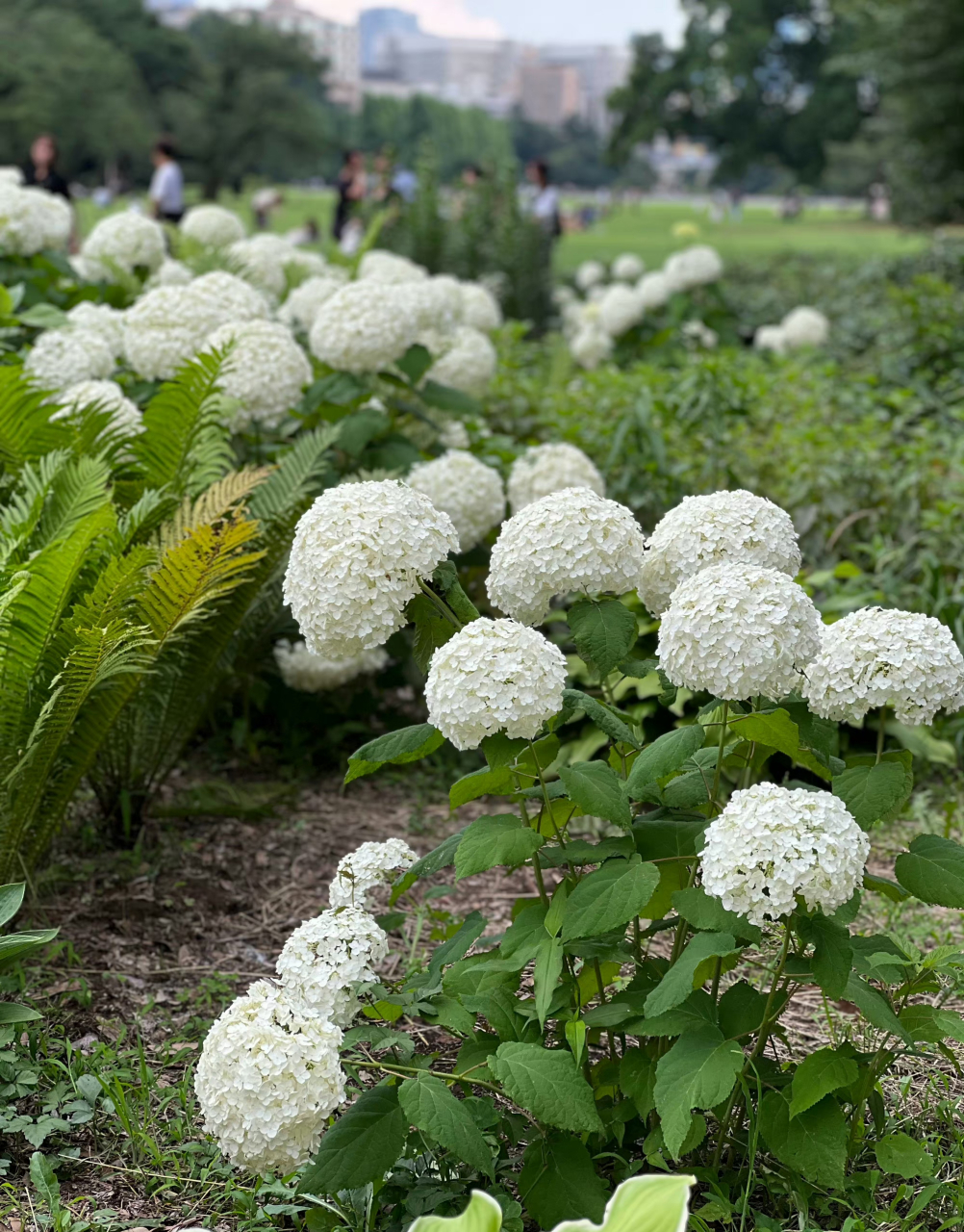 绿暗时 花如圆玉莹无疵 何人团雪高抛去 冻在枝头春不知 「玉绣球花」