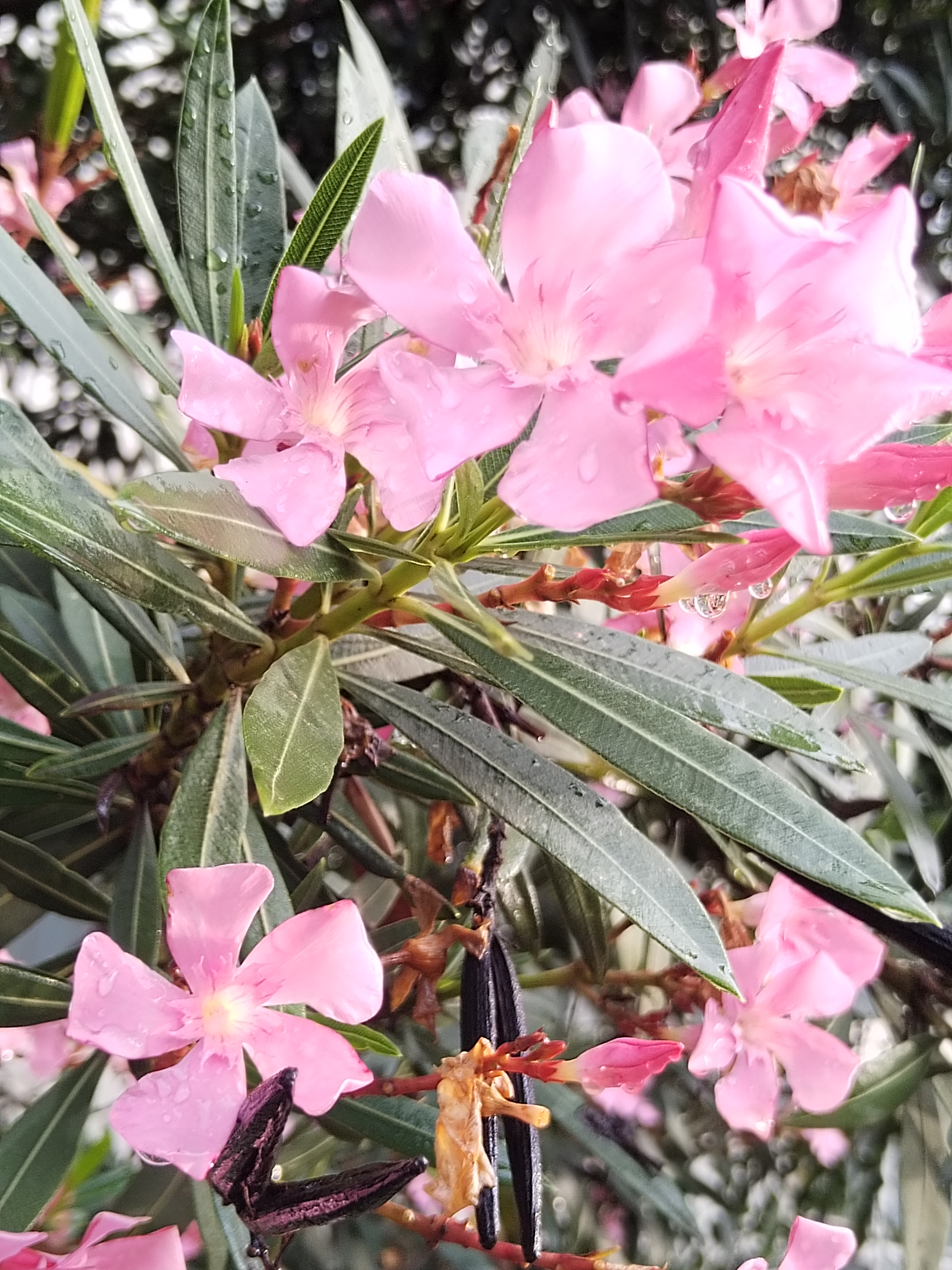 历经过冬雪的肆虐才能看到春的勃发 不经历风雨怎么见彩虹