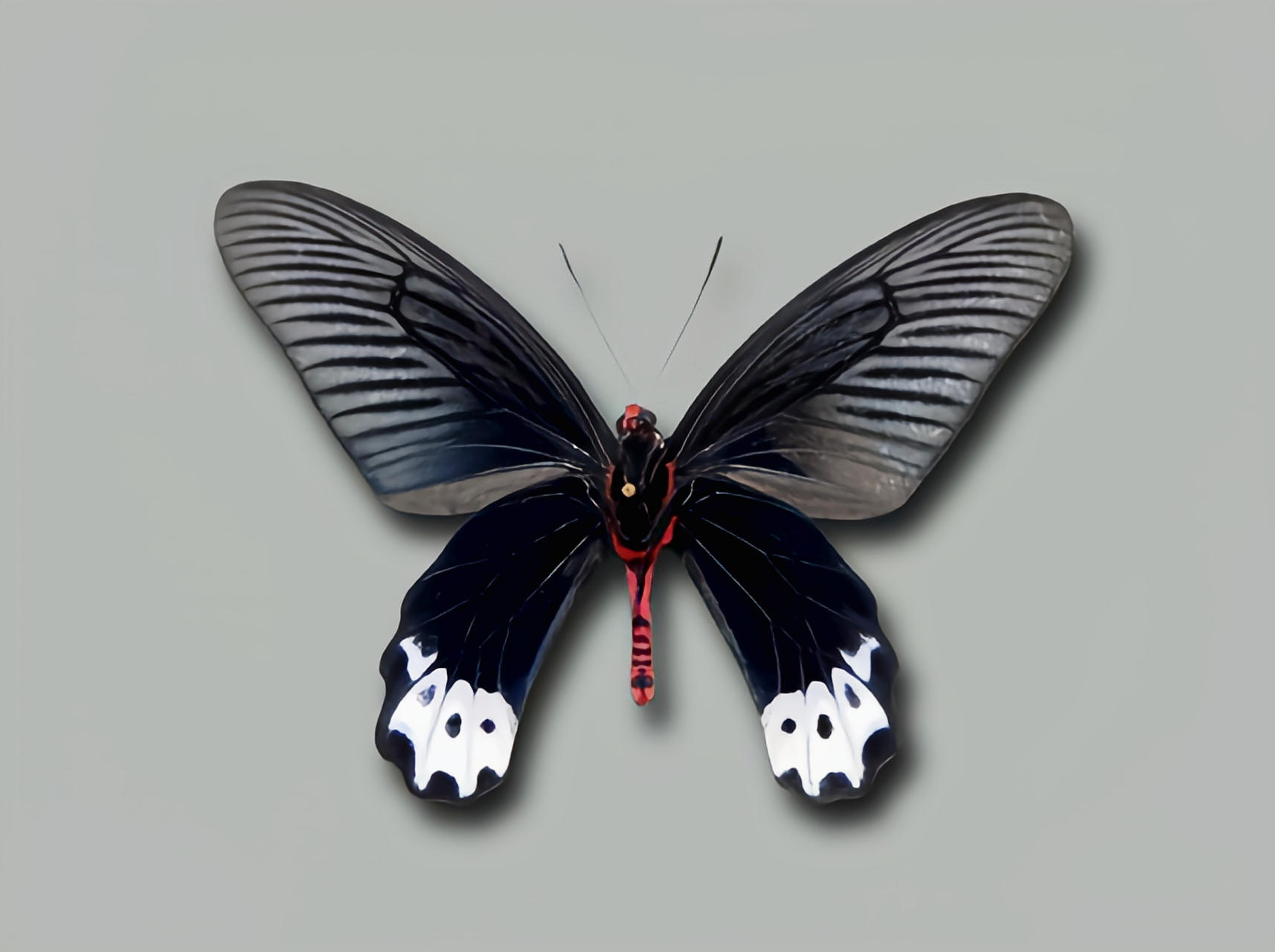 每天认识一种昆虫——窄曙凤蝶 窄曙凤蝶是凤蝶科曙凤蝶属昆虫,成虫翅