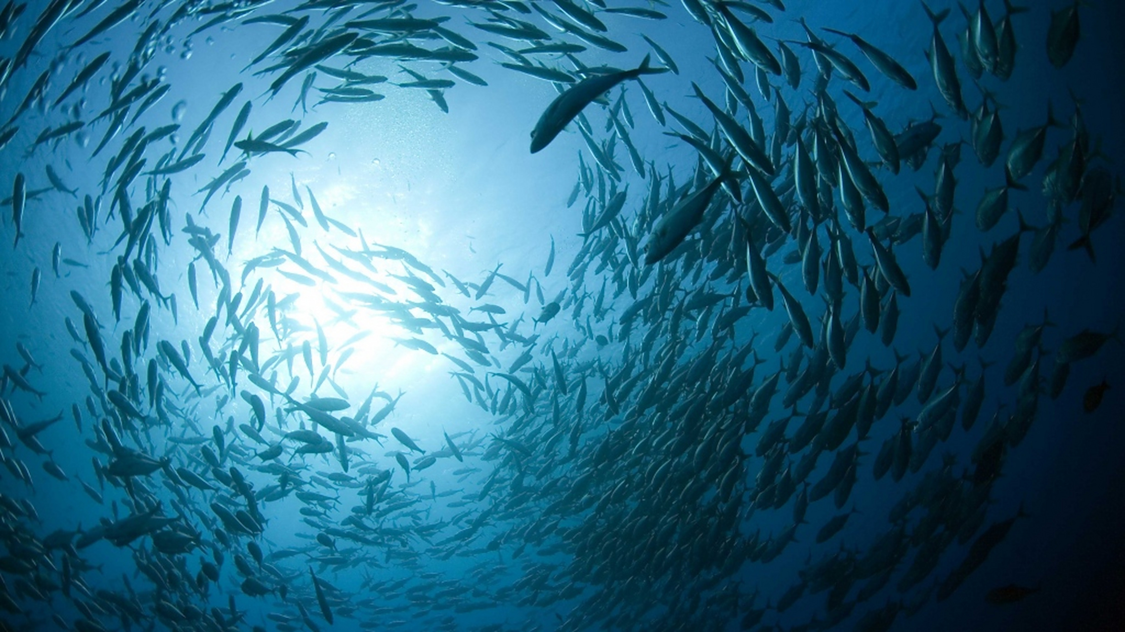 海中游鱼电脑壁纸,鱼儿们在海洋中快乐的游着,是那么的自由自在,是