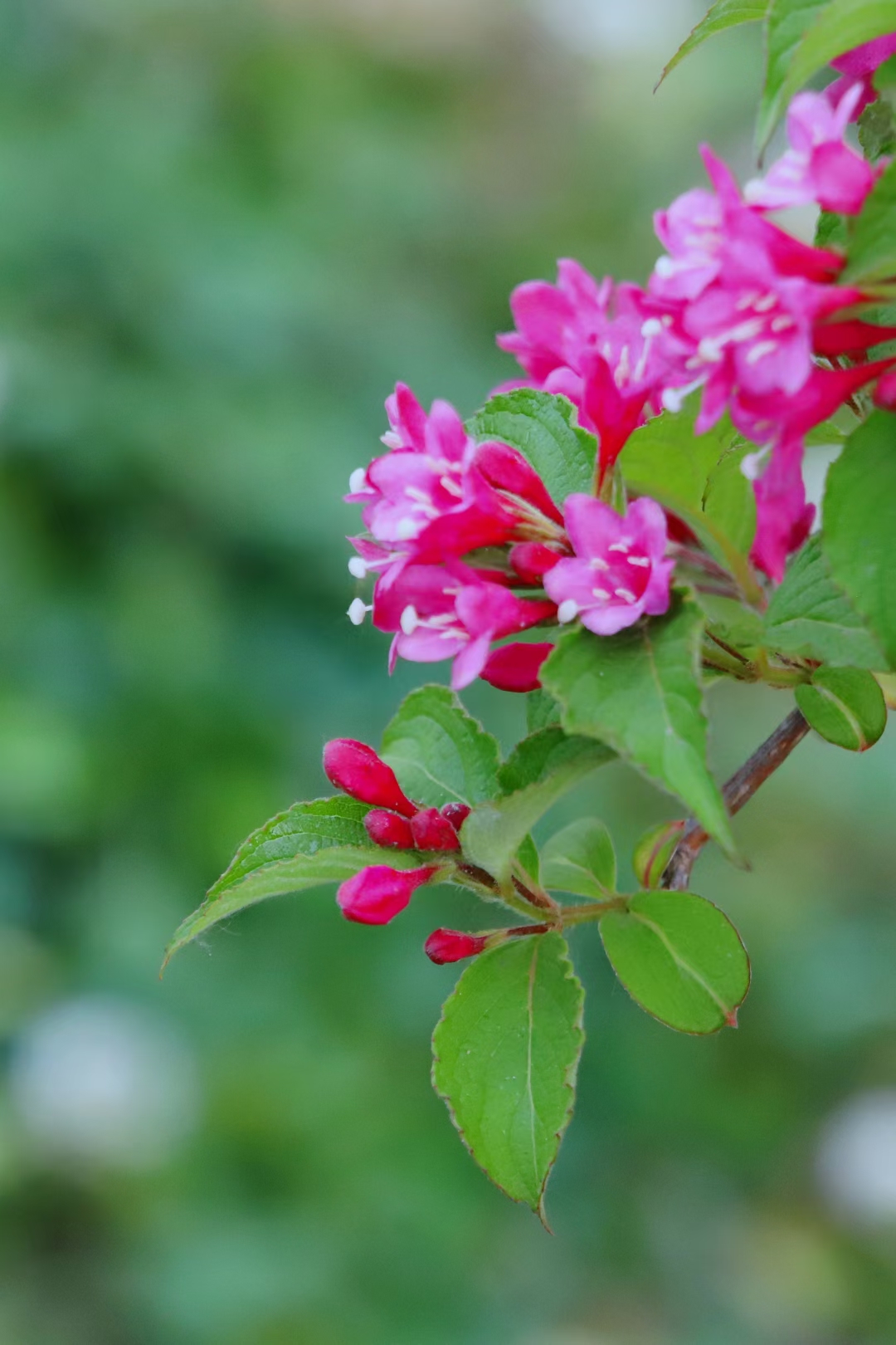 锦带花唯美图片