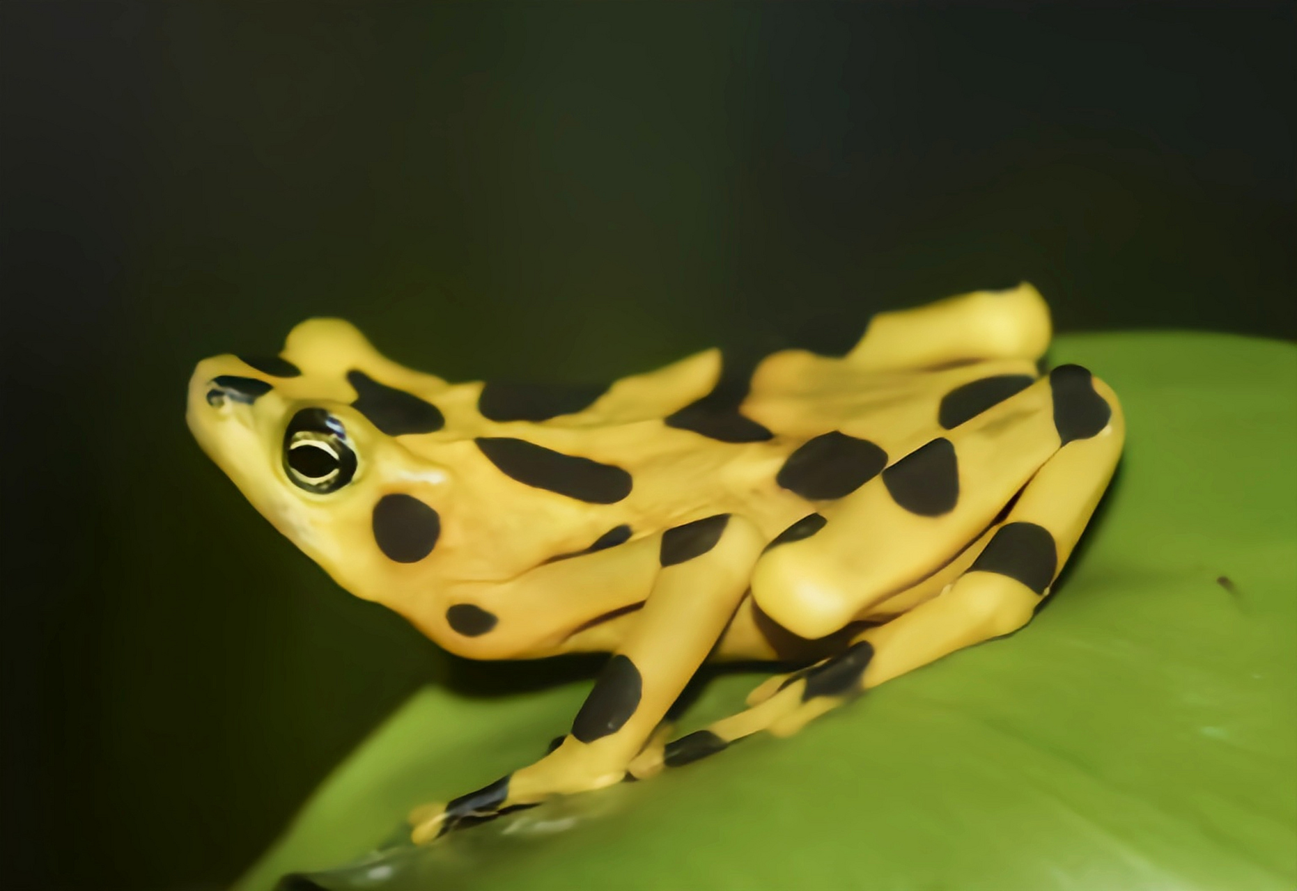 每天认识一种动物——巴拿马金蛙 巴拿马金蛙别名泽氏斑蟾是巴拿马特