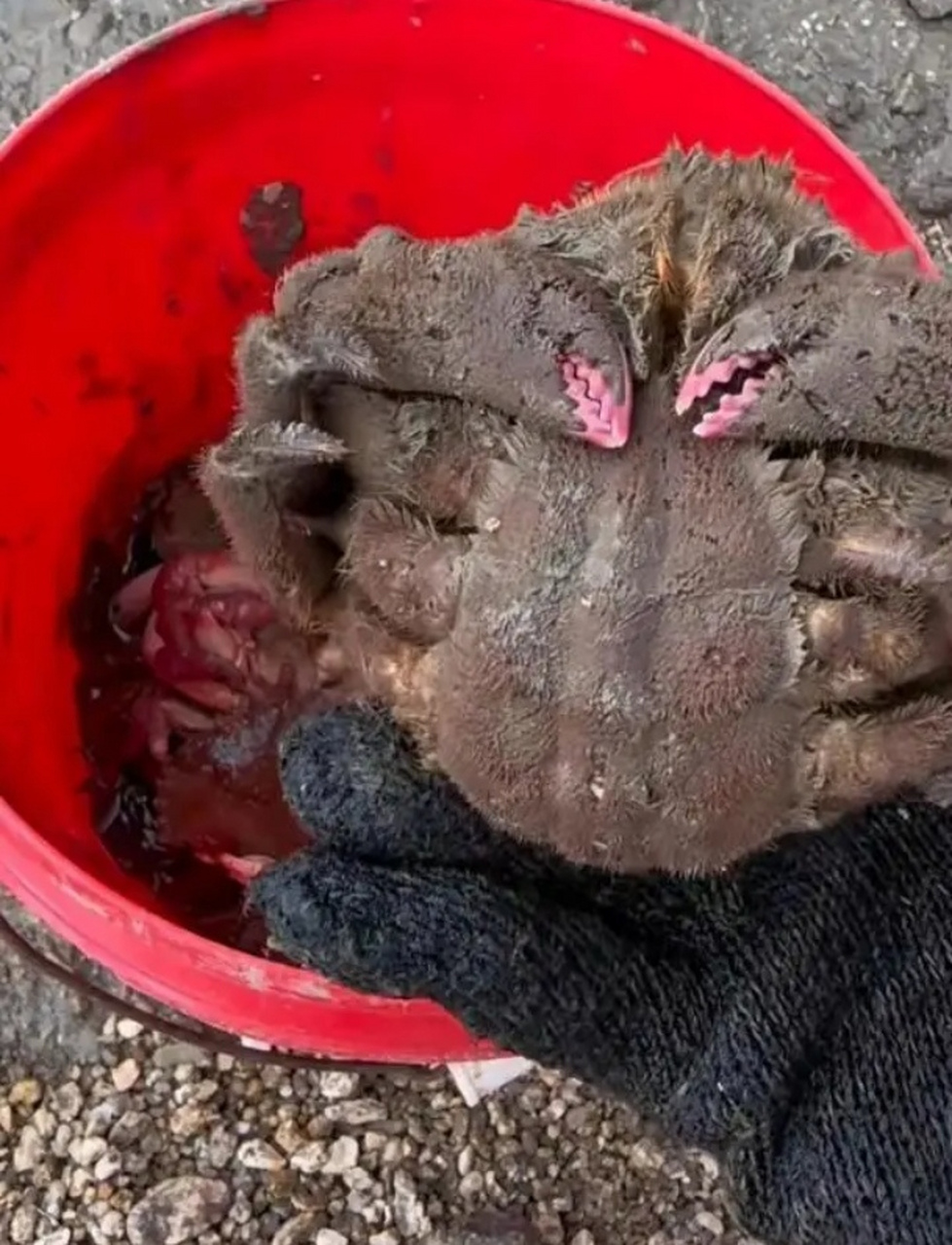 网友:这是什么螃蟹?浑身是毛,吃的时候要注意什么呢?91