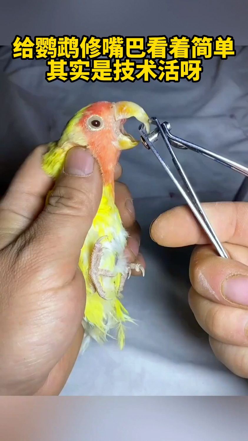 给鹦鹉修嘴巴,看着简单,其实是技术活呀!