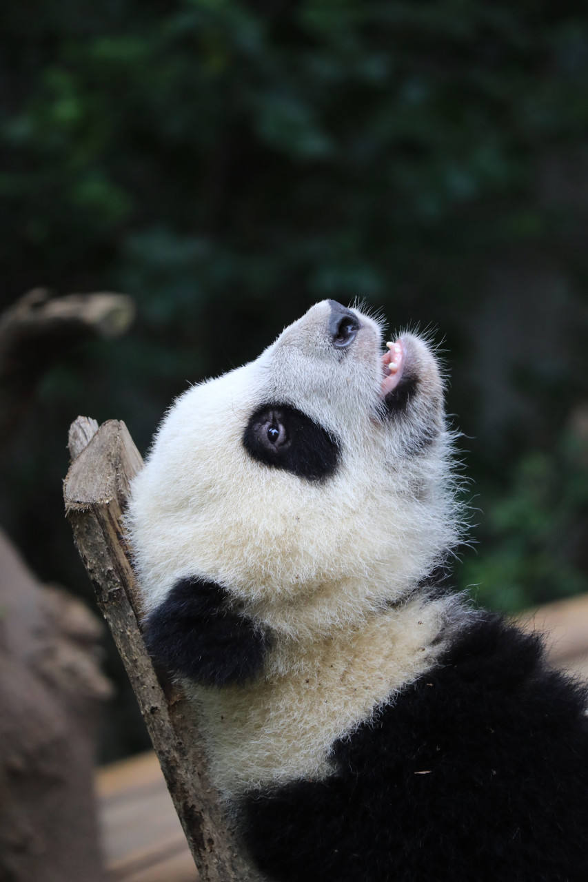 成都大熊猫繁育研究基地,是中国政府实施大熊猫等濒危野生动物迁地