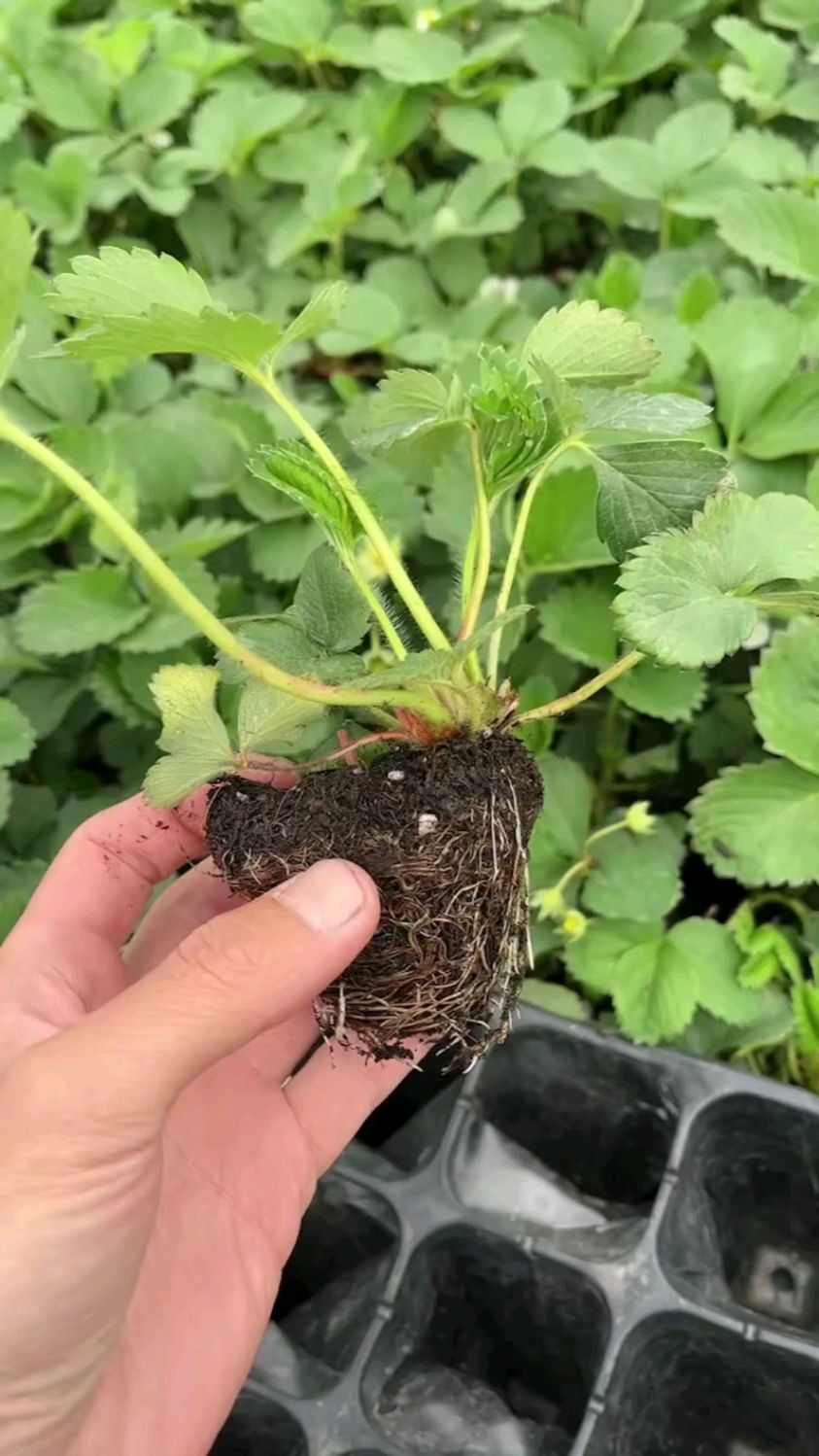 草莓苗,妙香三号草莓苗,高产,易管理的草莓苗品种