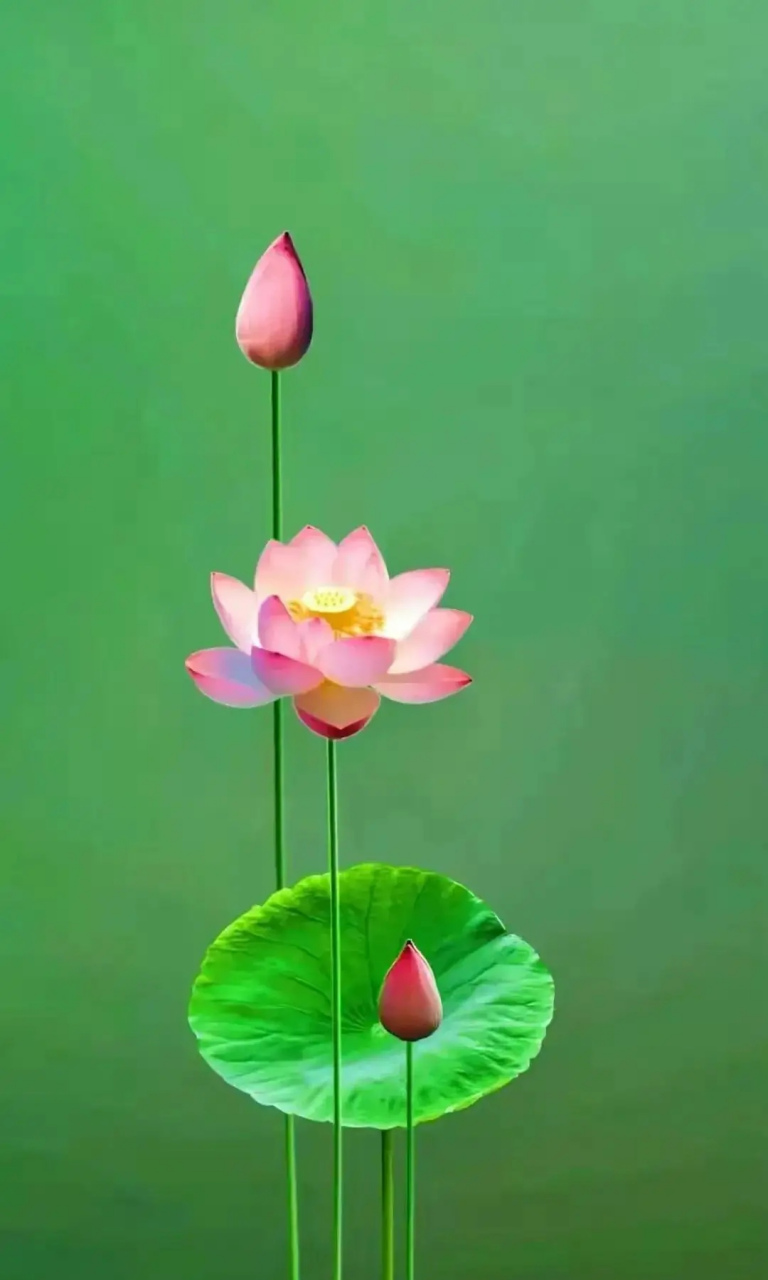 风动莲生香,心静自然凉07出淤泥而不染,濯清涟而不妖,中通外直,不蔓