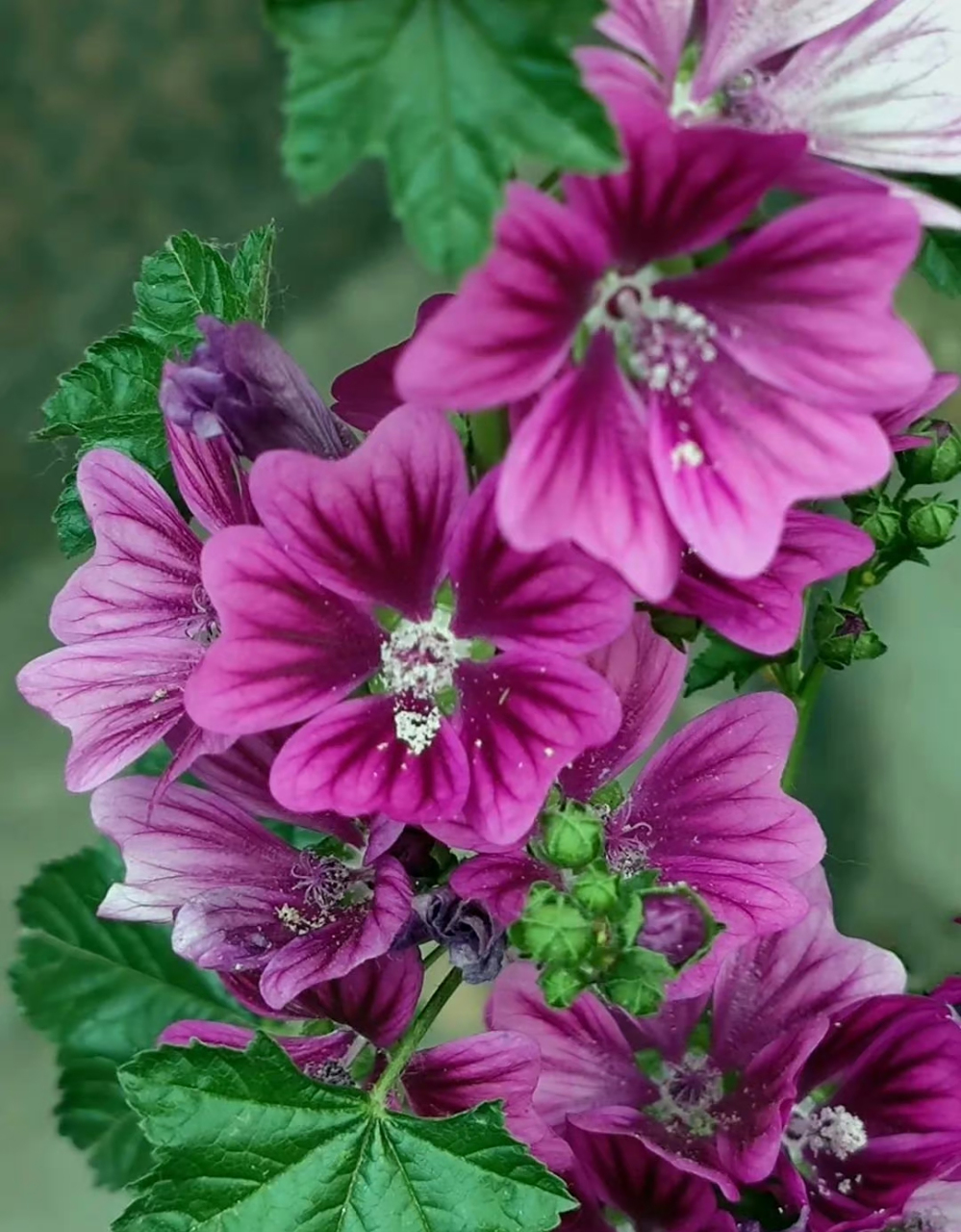 花卉鉴赏:锦葵,又名荆葵,钱葵,棋盘花,株高分枝多,花朵簇生,花色为紫