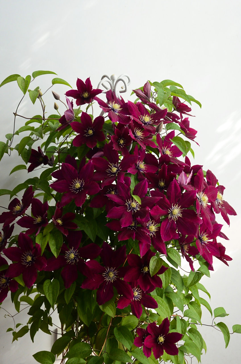 铁线莲"玫瑰花园" 晚花大花型铁线莲,具有大的紫红色花朵,直径可达15