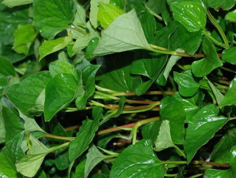 农村最常见的泡茶植物