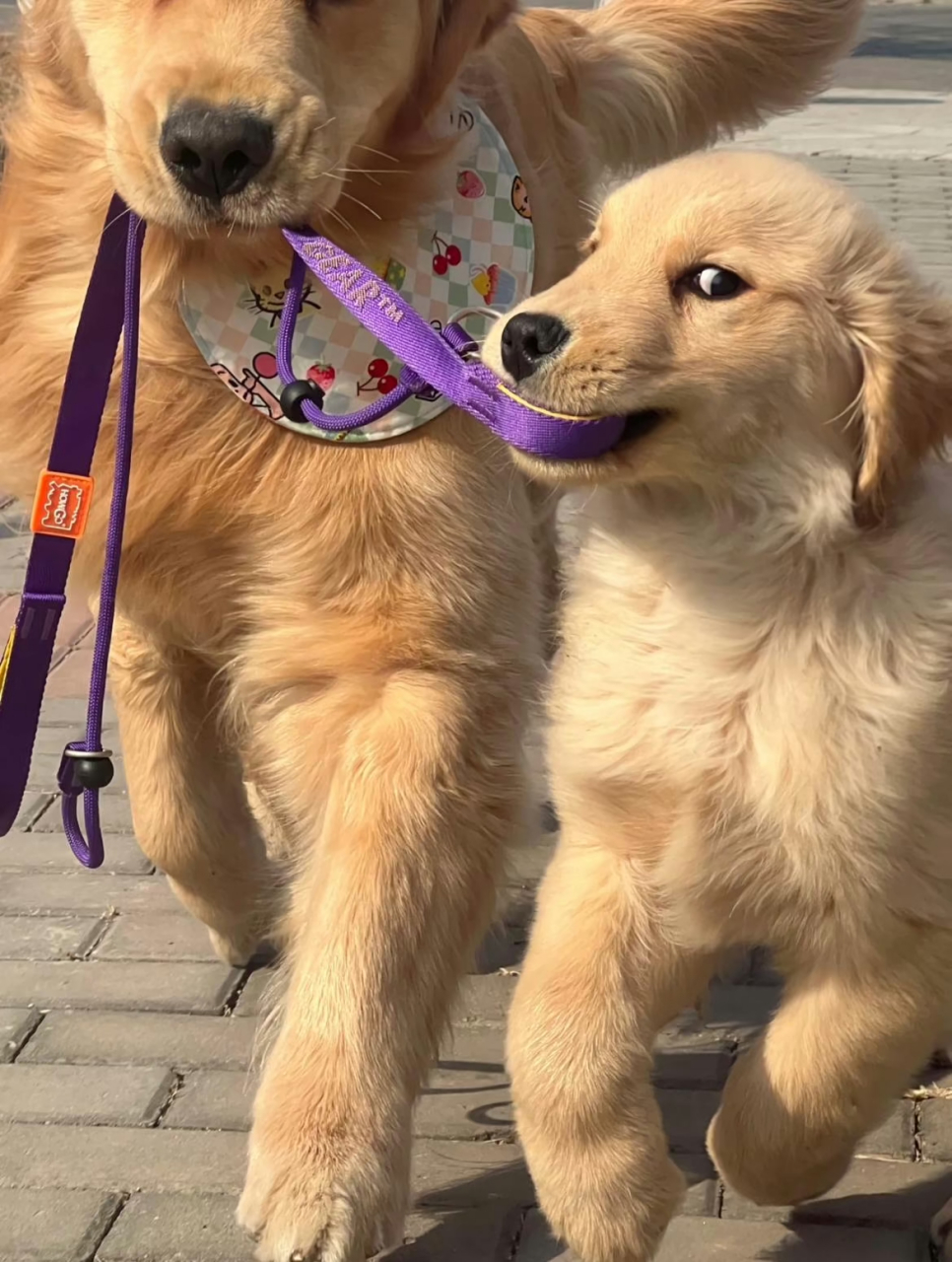 眼神不难看出,是个有心机的狗子