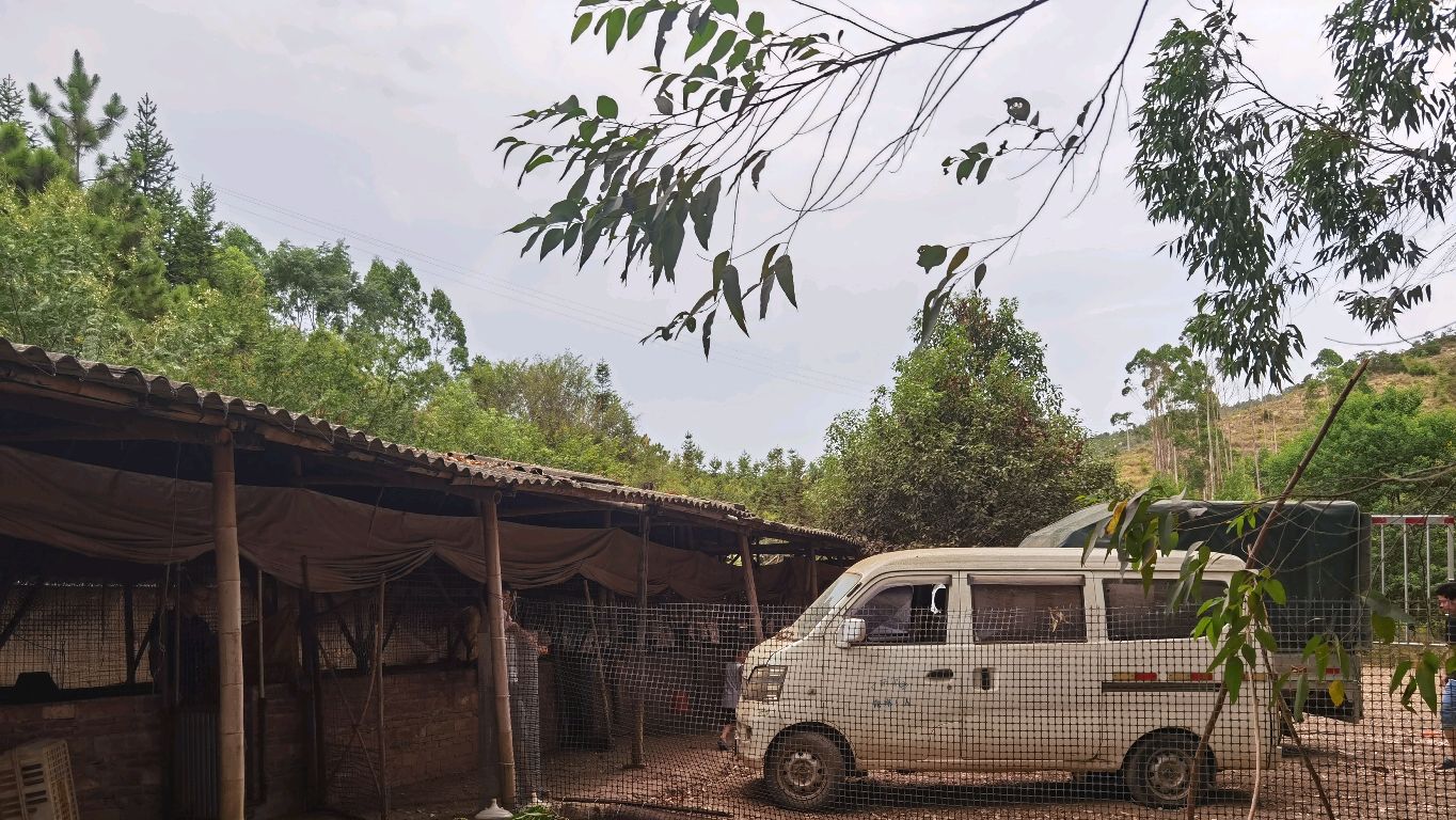 养殖户在大山养鸡,不但风景好还是养殖好地方,你怎么看