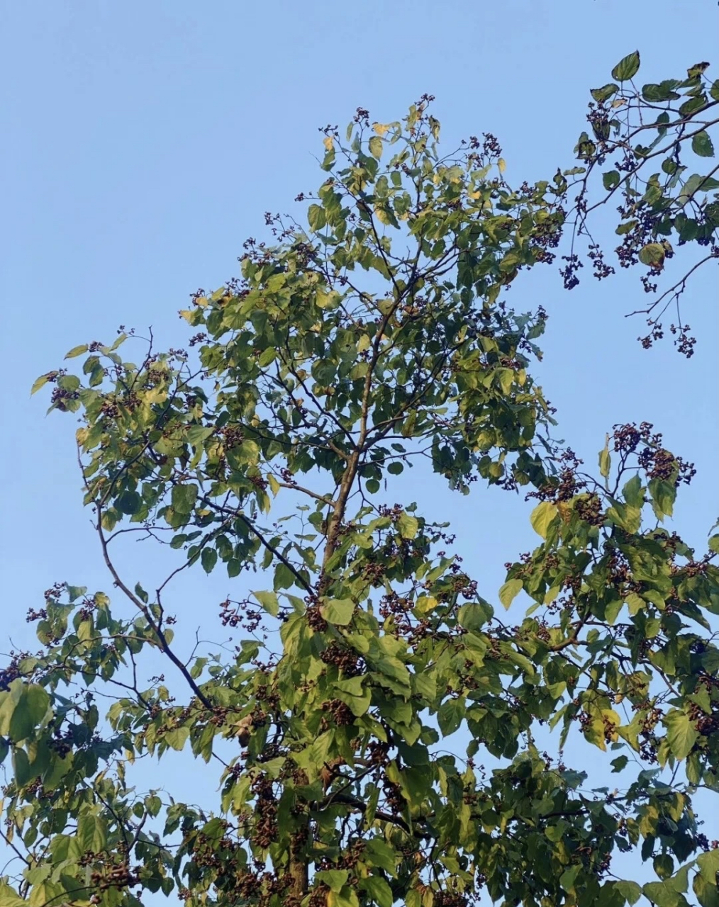 老家的拐枣,它的学名叫枳椇(zhǐ jǔ)