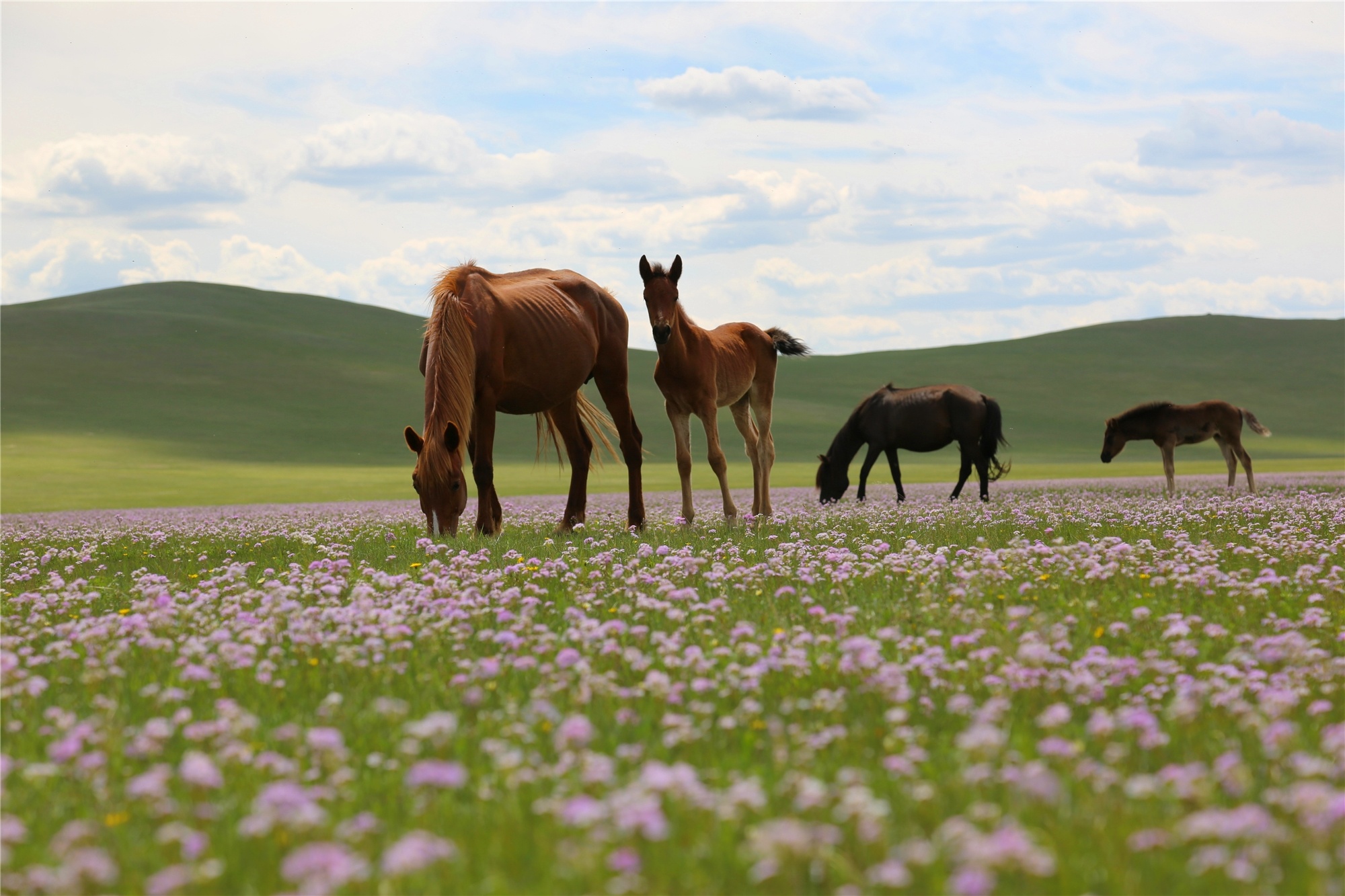 内蒙古通辽沉醉在草原花海