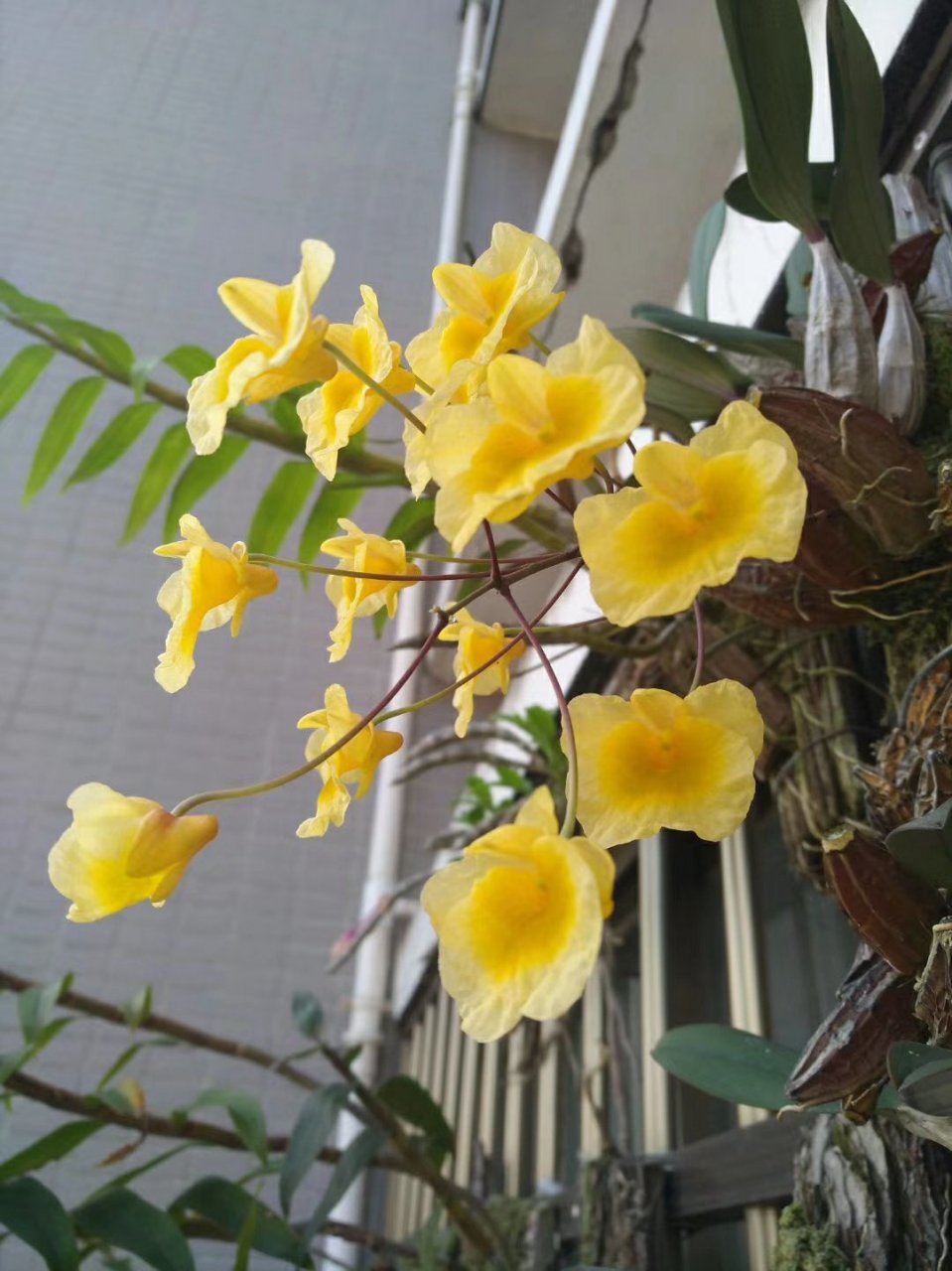 被称作"父亲花" 快来欣赏一下石斛花开,满园春色添芳华.