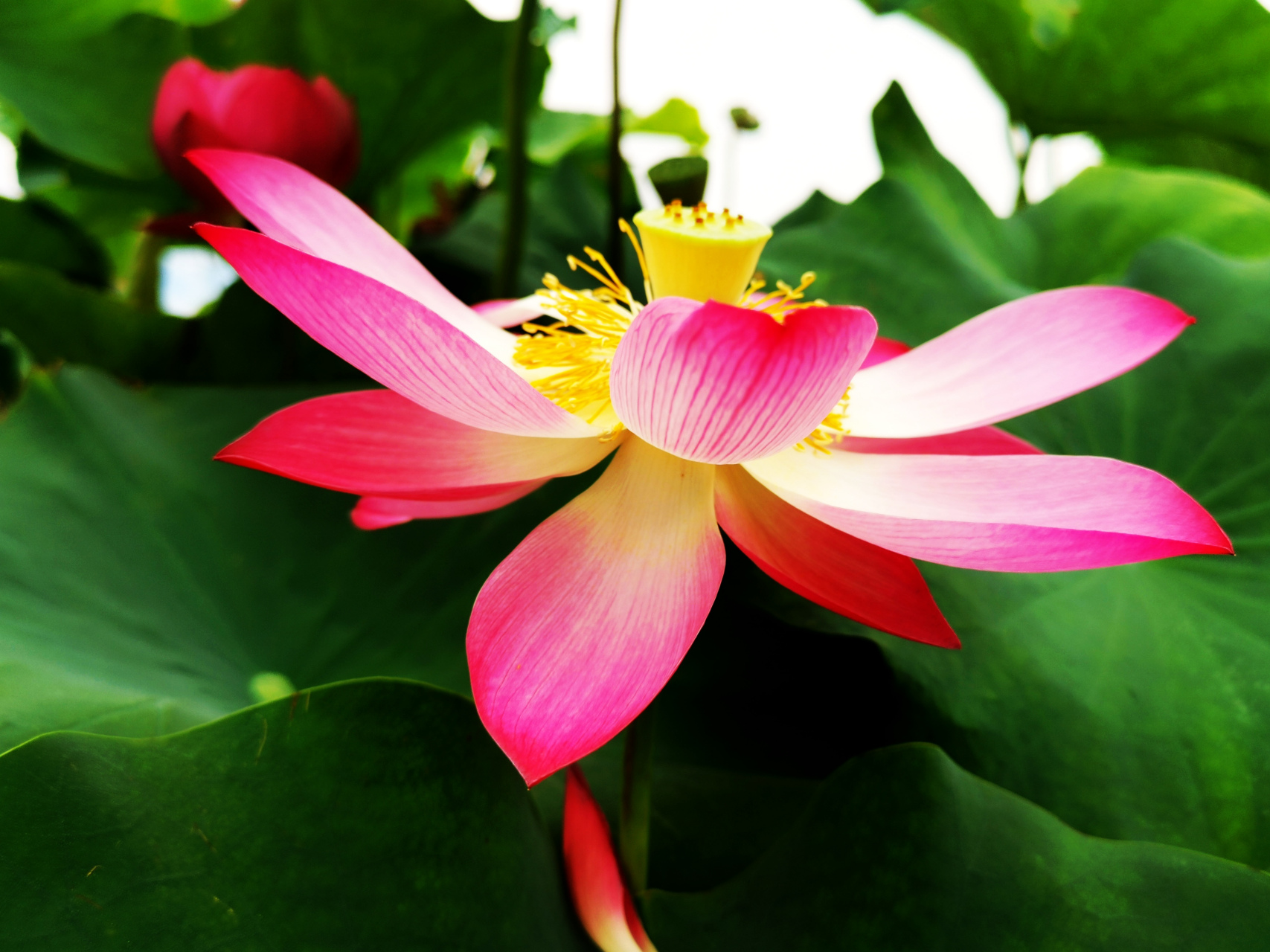 九月动态激励计划#   荷花——鼓浪小红 大中花群,单瓣类,红莲荷 .